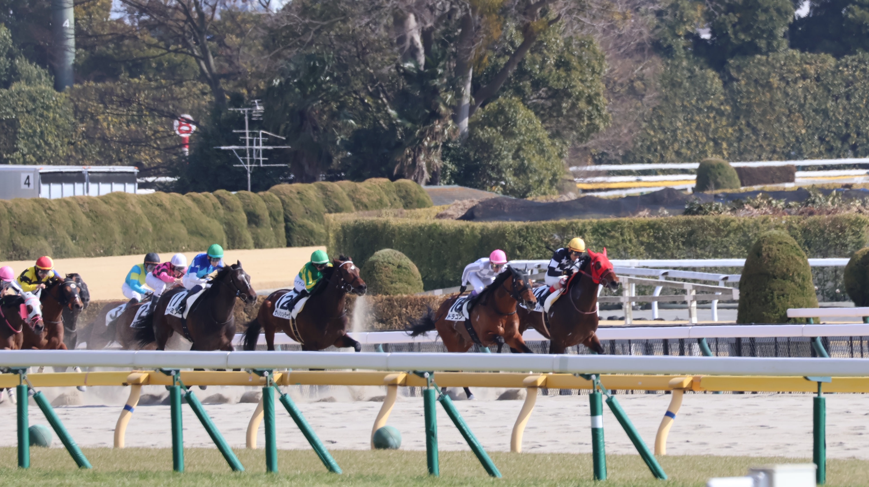 Tokyo Horse Racing Activity
