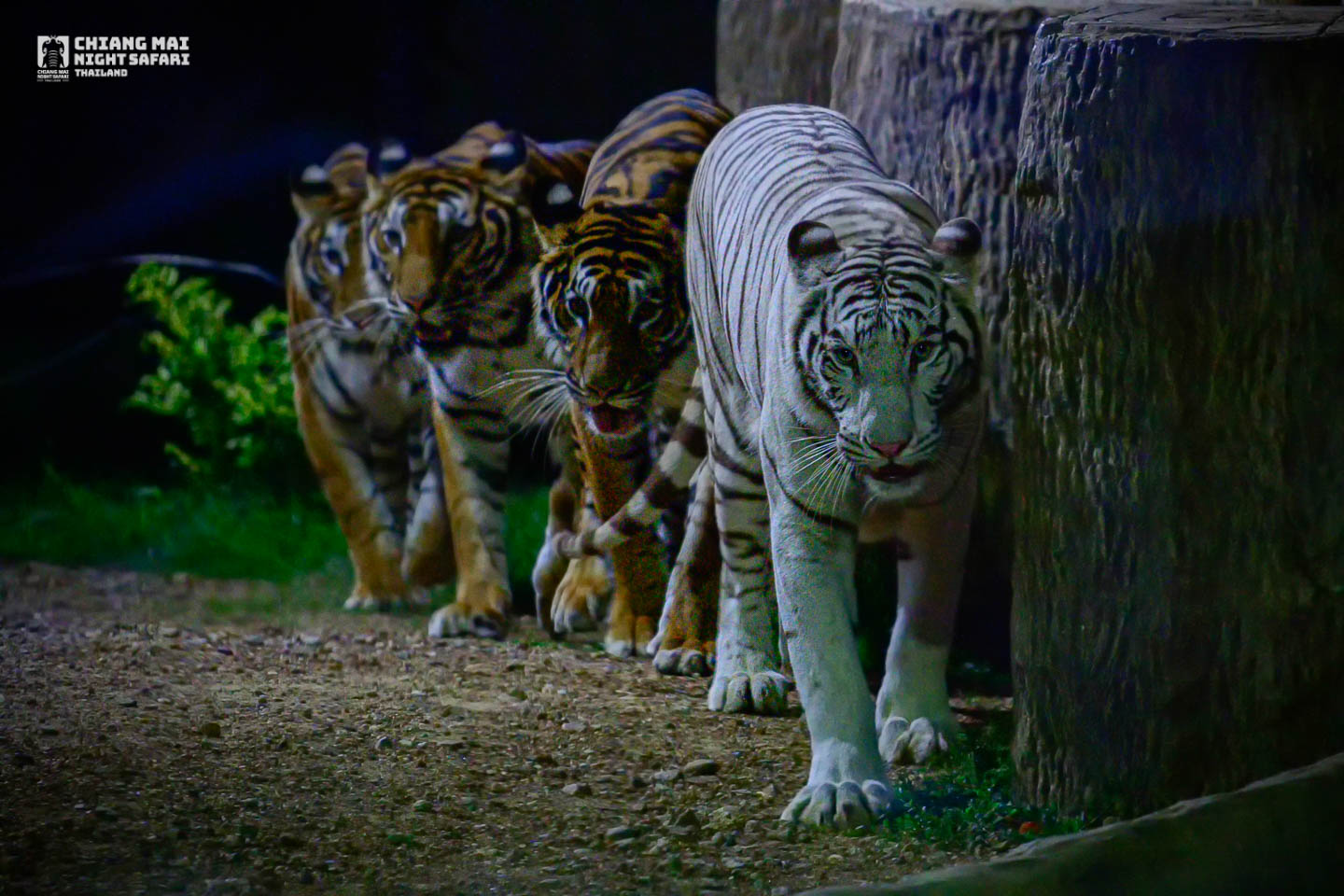 清邁夜間動物園 泰國居民門票