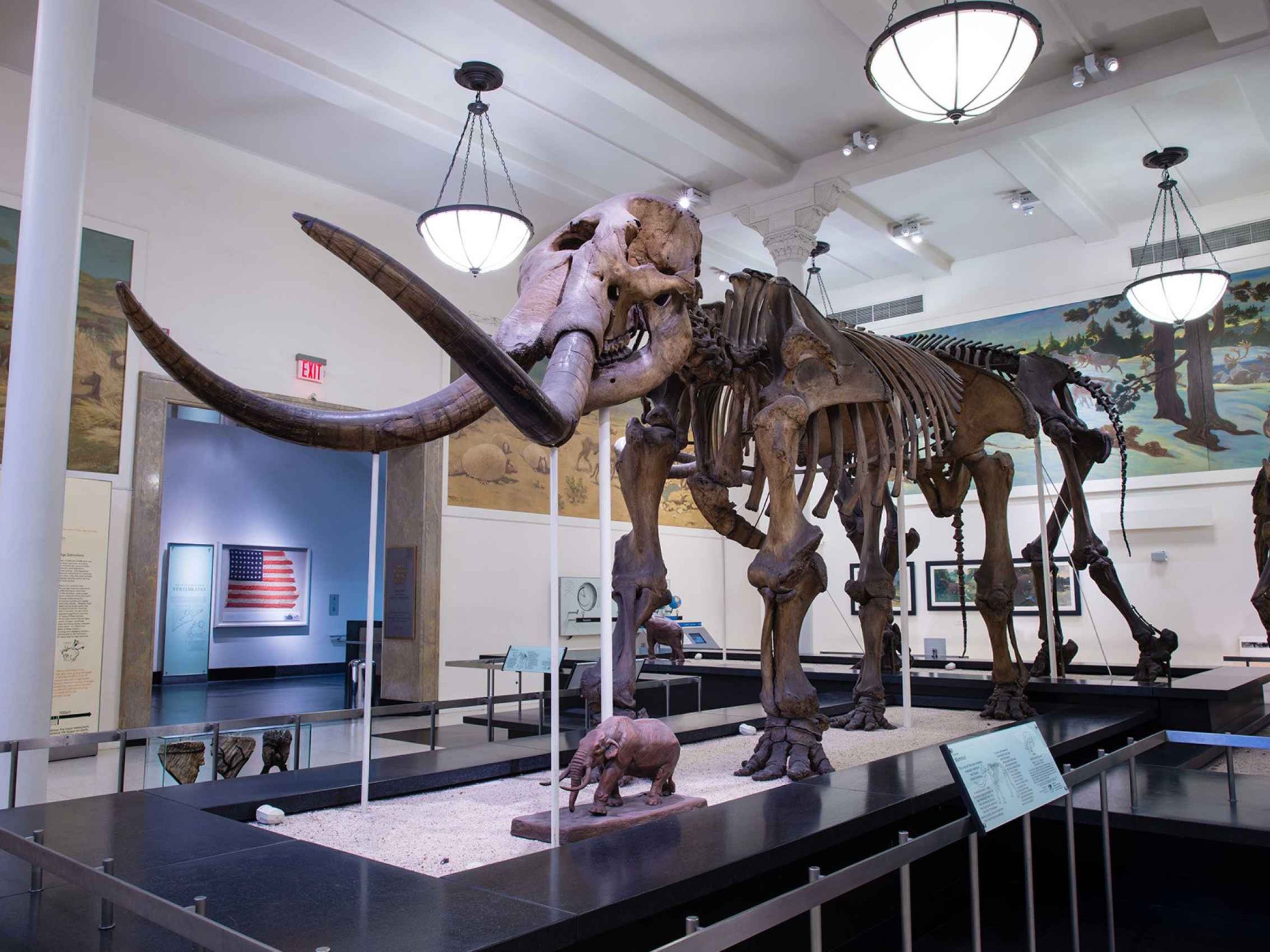 Skeletal reconstruction of an American mastodon on display at a natural history museum