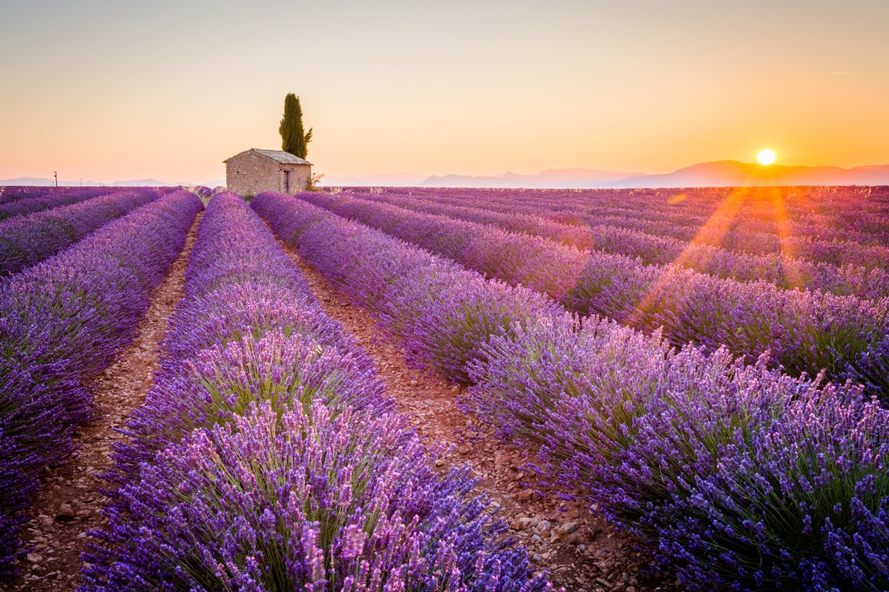 Private Tour to the Lavender Fields & Verdon Gorge Scenic Adventure