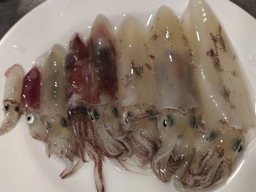西式遊艇出海之旅 夜遊維港 連餐飲 夜釣墨魚魷魚團