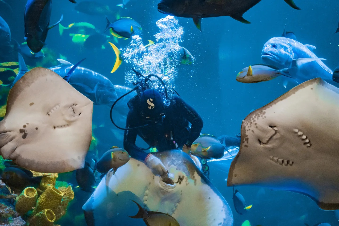 雅加達海洋世界（Sea World Ancol）的主水族館將帶您踏上一段迷人的旅程，透過迷人的窗口，一覽充滿活力的海洋世界