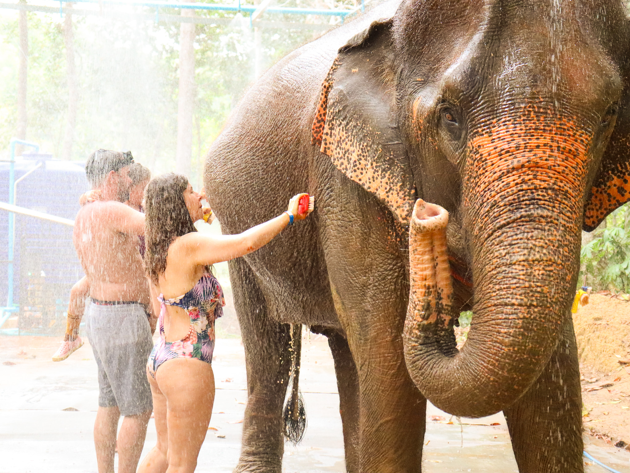 甲米大象保護區（Krabi Elephant Shelter）體驗