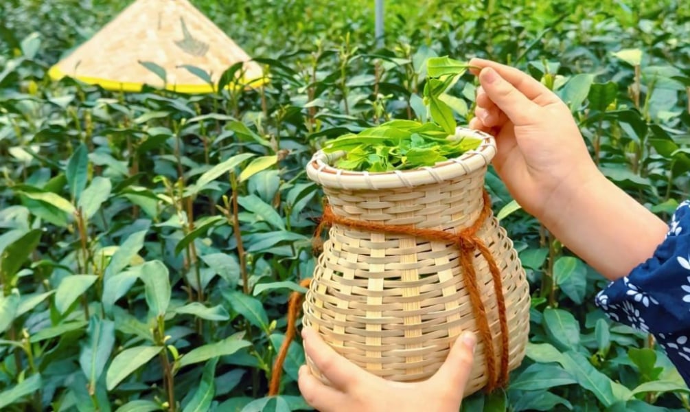 博物館旁邊的生態茶園採茶體驗