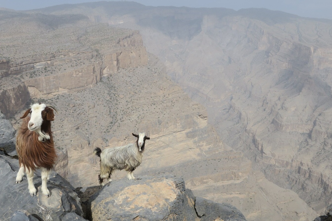 Nizwa Fort, Souq and Grand Canyon Jeep Tour from Muscat