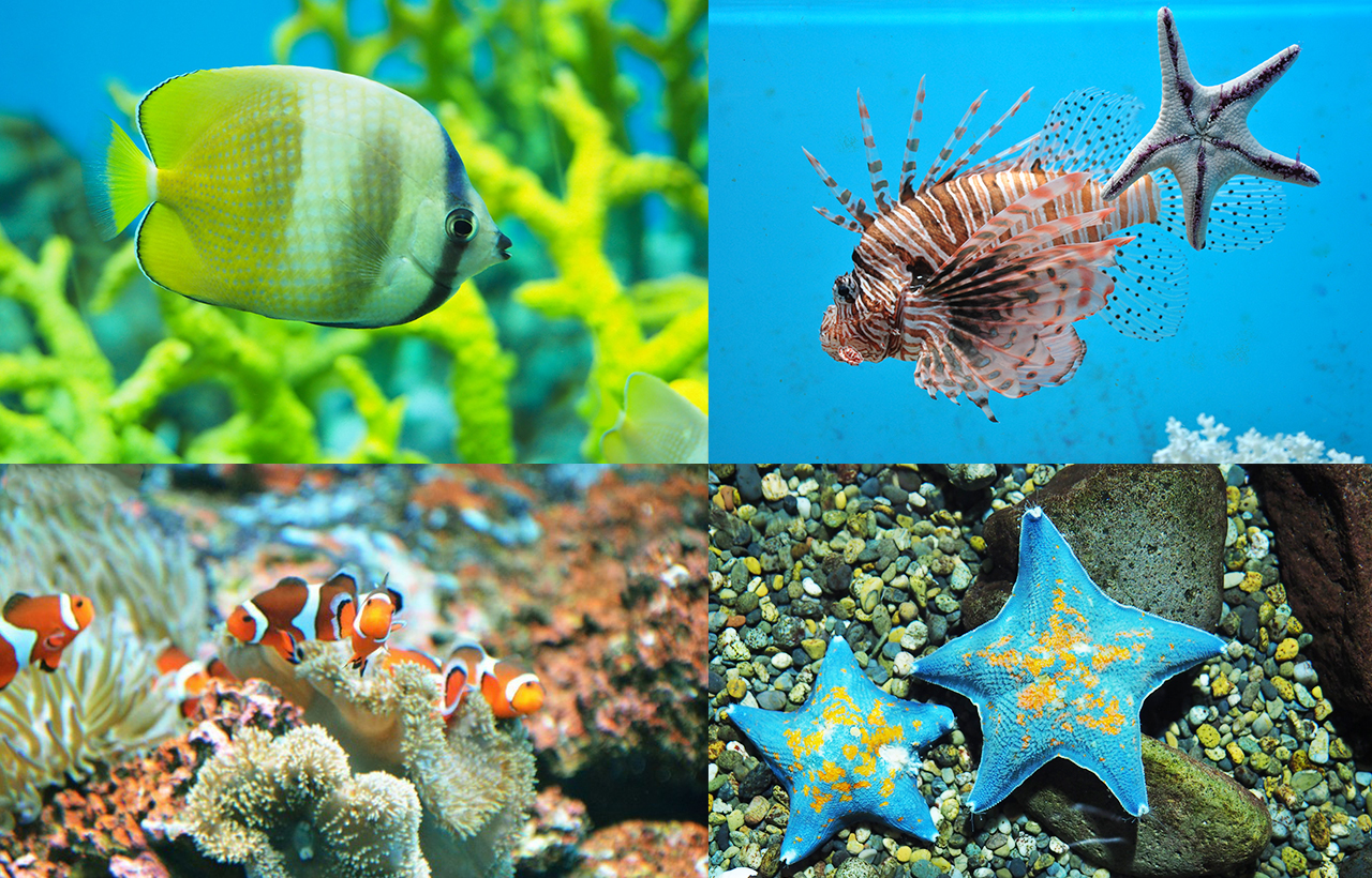 支笏湖·登別尼克斯海洋公園·洞爺湖千與千尋湖底鐵道·展望臺·天狗山·小樽·巖藻山夜景二日遊｜札幌出發