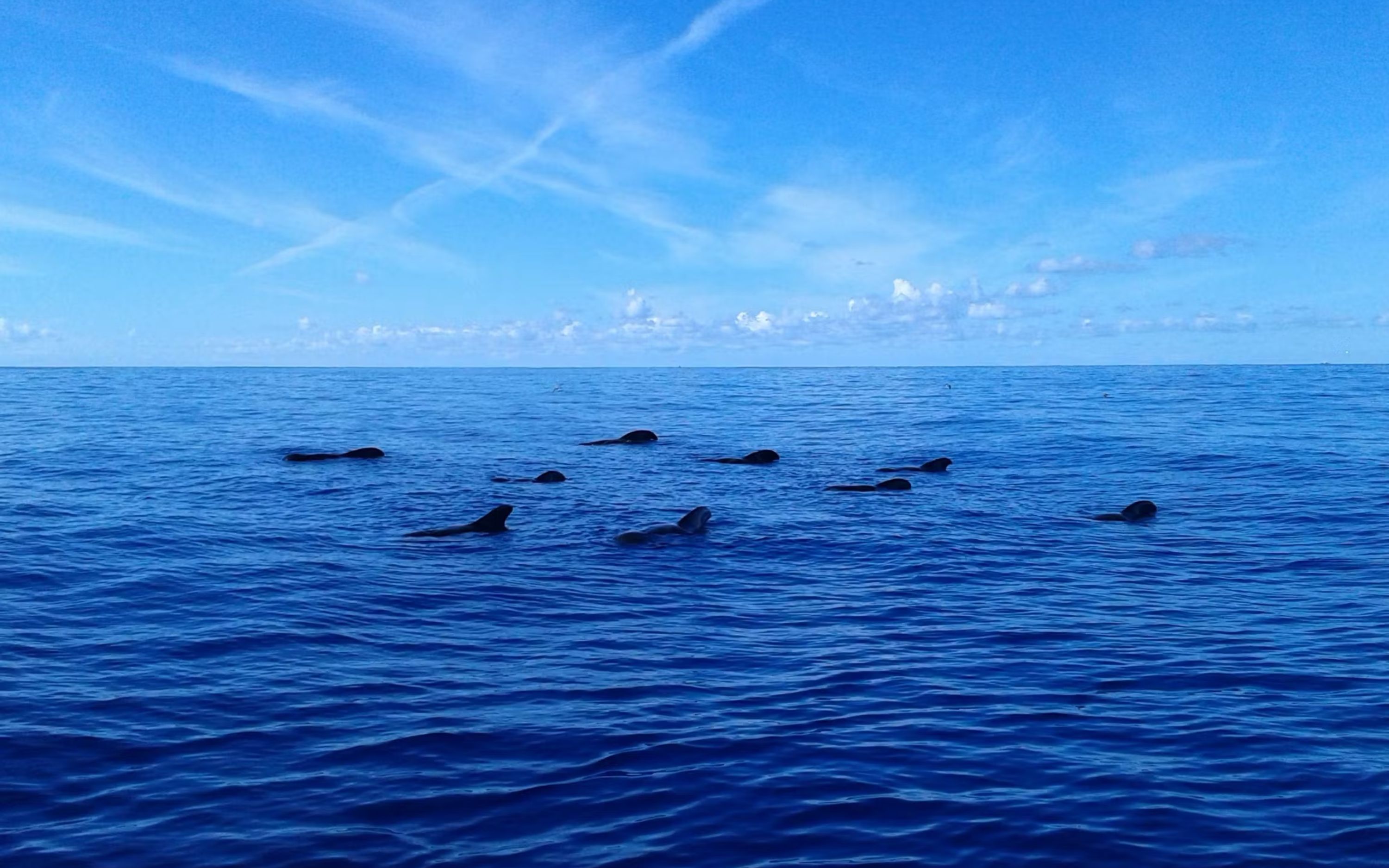 Los Gigantes whale watching cruise tour with lunch and transfer