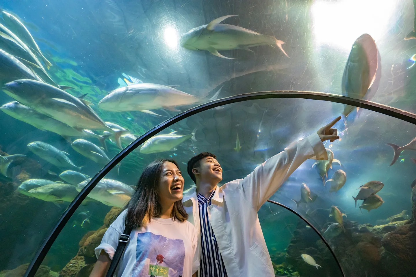 雅加達夢幻海洋世界不僅僅是一座水族館，更是一個讓您與奇妙海洋世界親密接觸的地方