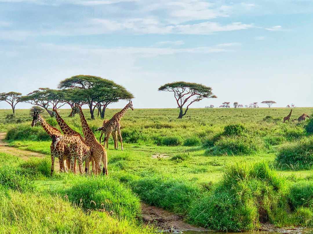 Arusha National Park Day Trip