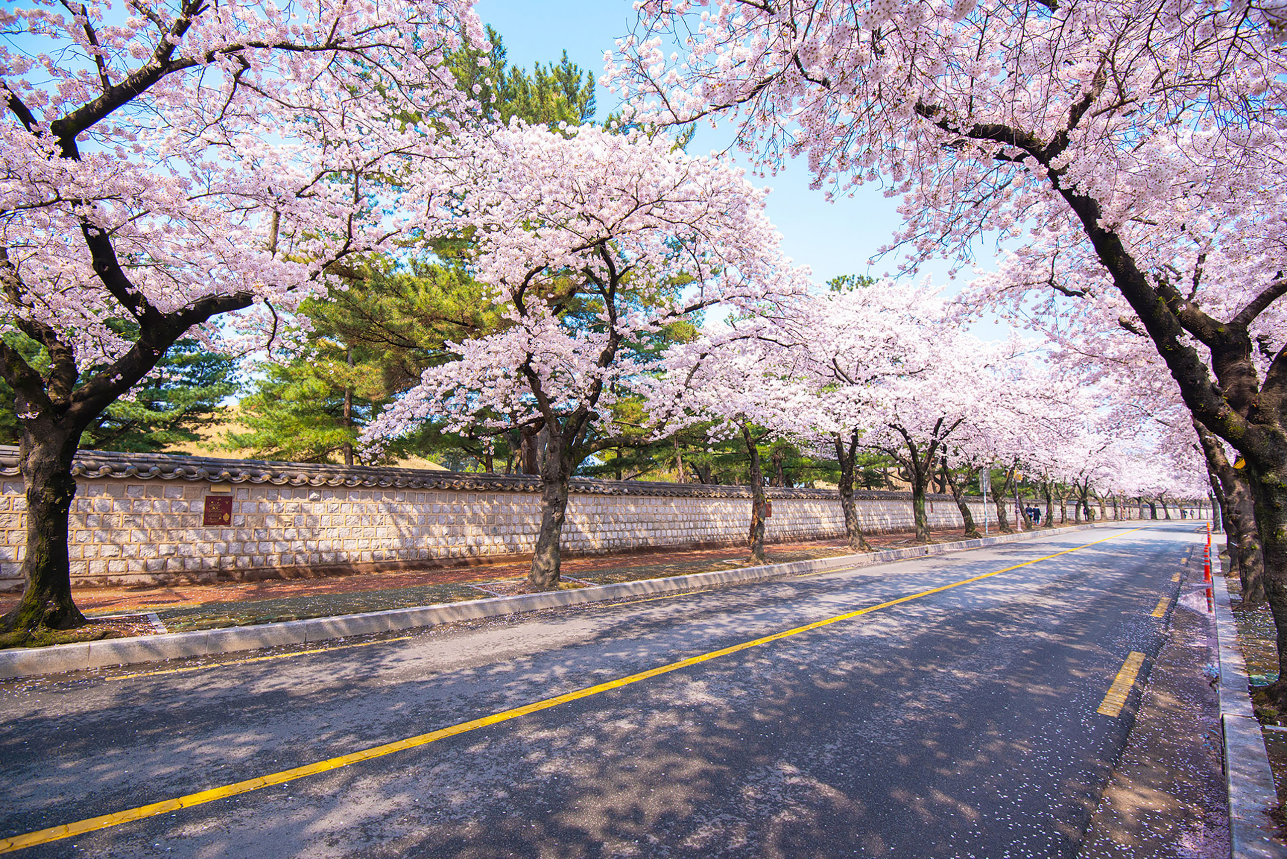 漫步於大陵苑的石牆小徑，沉浸在慶州浪漫的櫻花季節中。