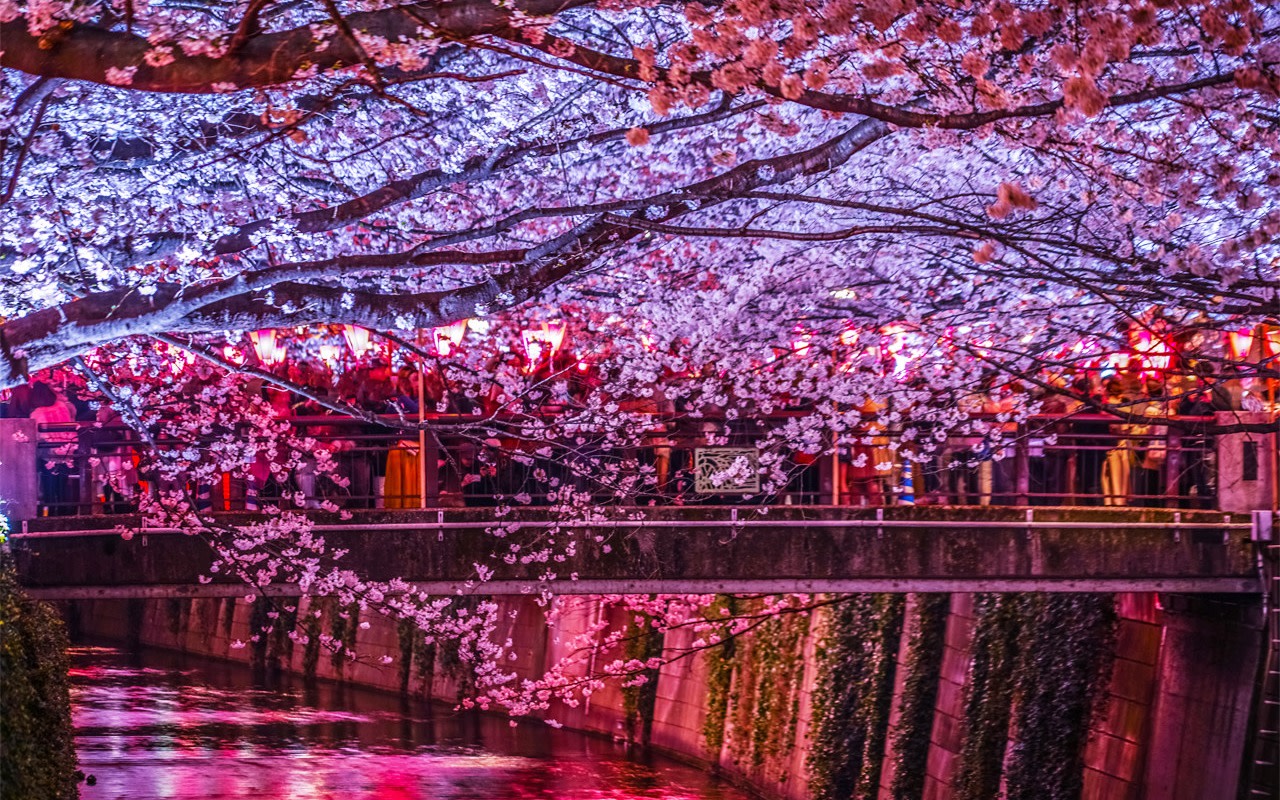 Ueno Onshi Park, Chidorigafuchi, and Meguro River Night Cherry Blossom Viewing Day Trip