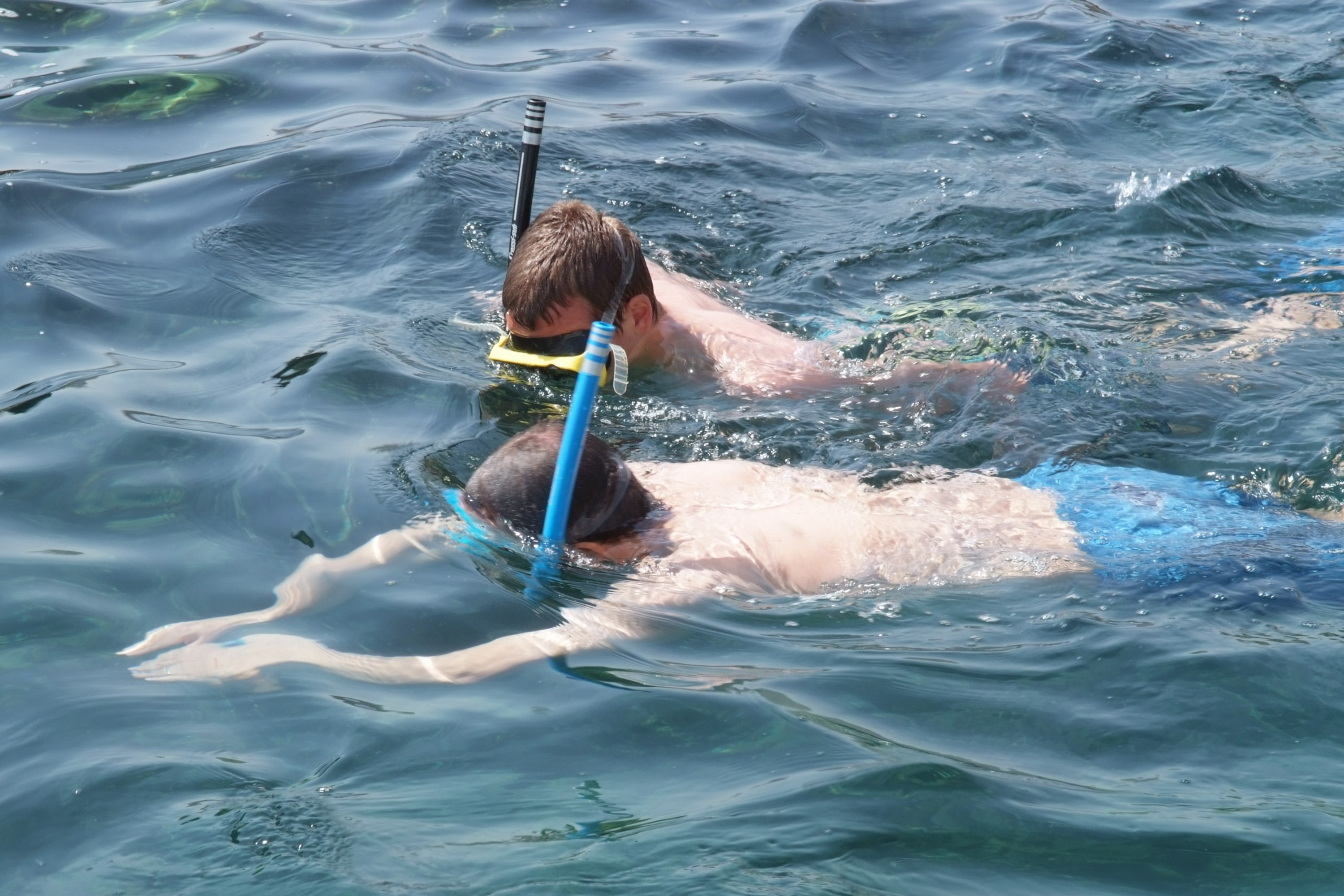 馬斯喀特海豚觀賞 & 浮潛體驗