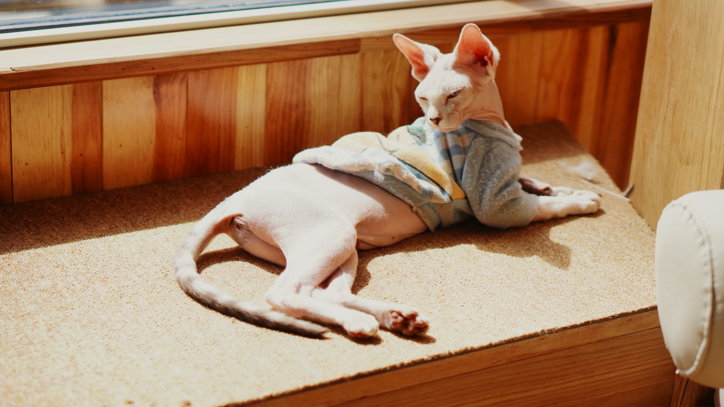 大叻 Pawsome Haven 門票