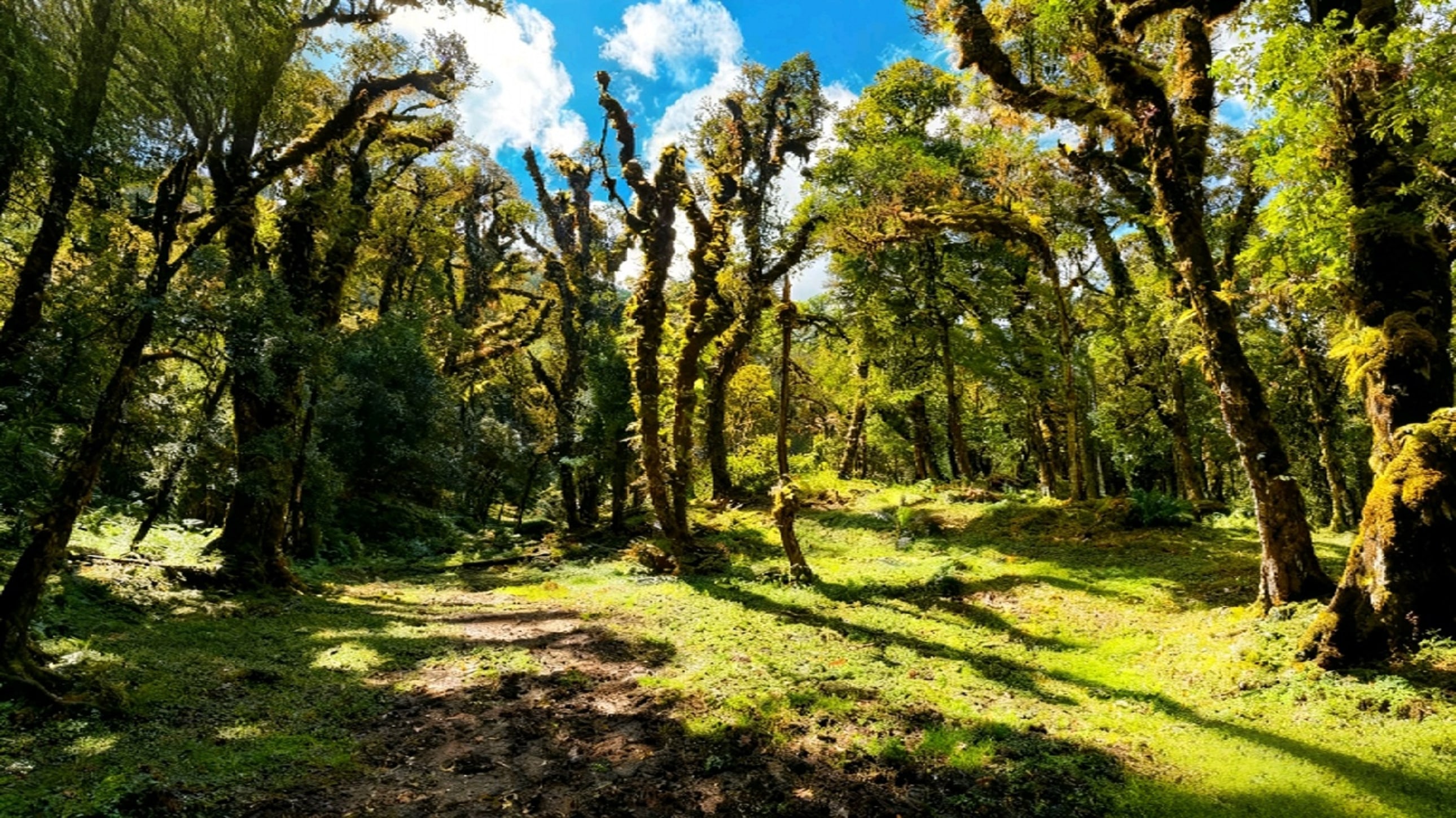 天古樹的枝幹上掛滿了翠綠的苔蘚,如同一幅天然的水墨畫。林間小徑在綠草如茵的地面延伸,藍天白雲透過樹隙灑落,光影交錯間,盡顯這片秘境的靜謐與奇幻 天古樹的枝幹上掛滿了翠綠的苔蘚,如同一幅天然的水墨畫。林間小徑在綠草如茵的地面延伸,藍天白雲透過樹隙灑落,光影交錯間,盡顯這片秘境的靜謐與奇幻