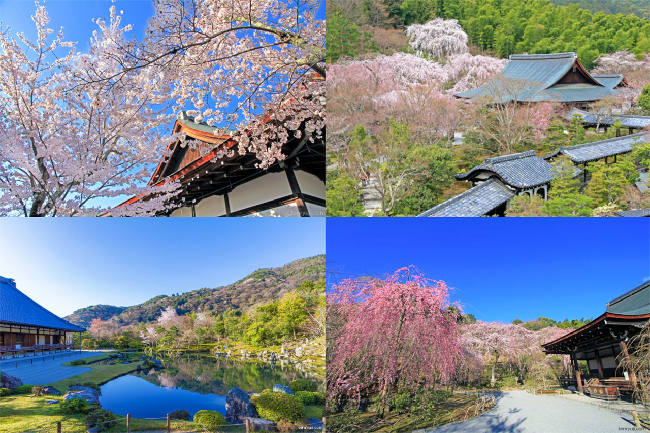 古都文化巡禮之旅：奈良東大寺, 京都伏見稻荷大社, 千本鳥居, 京都天龍寺, 世界文化遺產（大阪發車 | 京都/大阪下車）