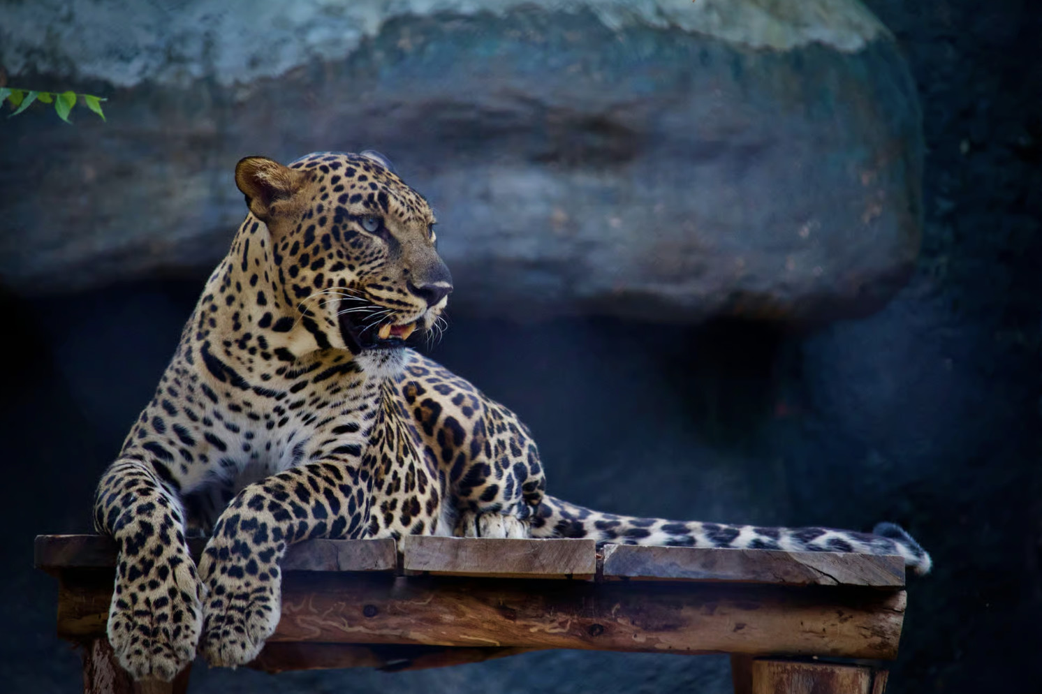 Jaipur: Jhalana Amagarh Leopard Reserve 4×4 Jeep Safari