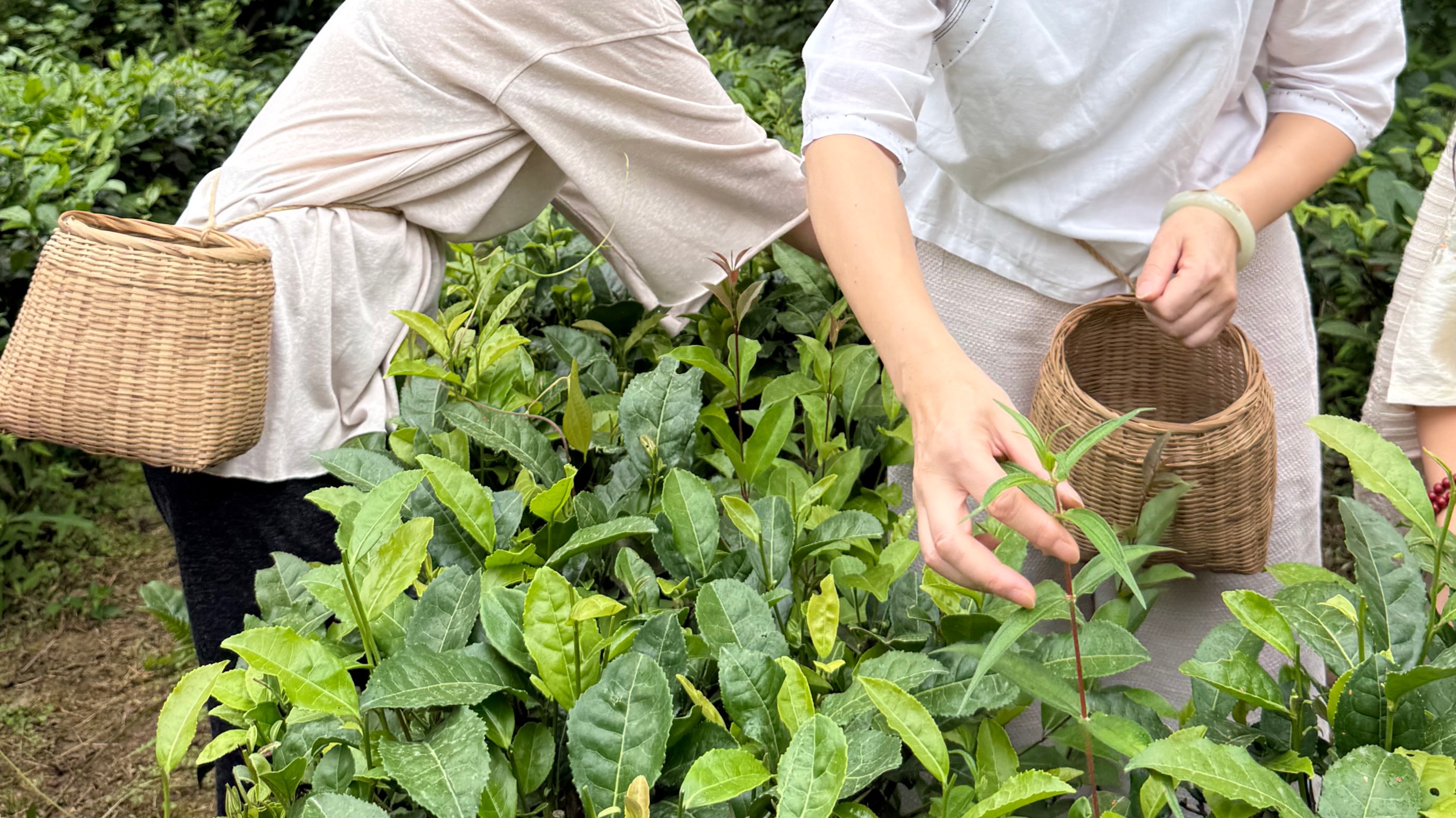 Qingcheng Mountain Tea Experience: Pick, Make & Hot Pot