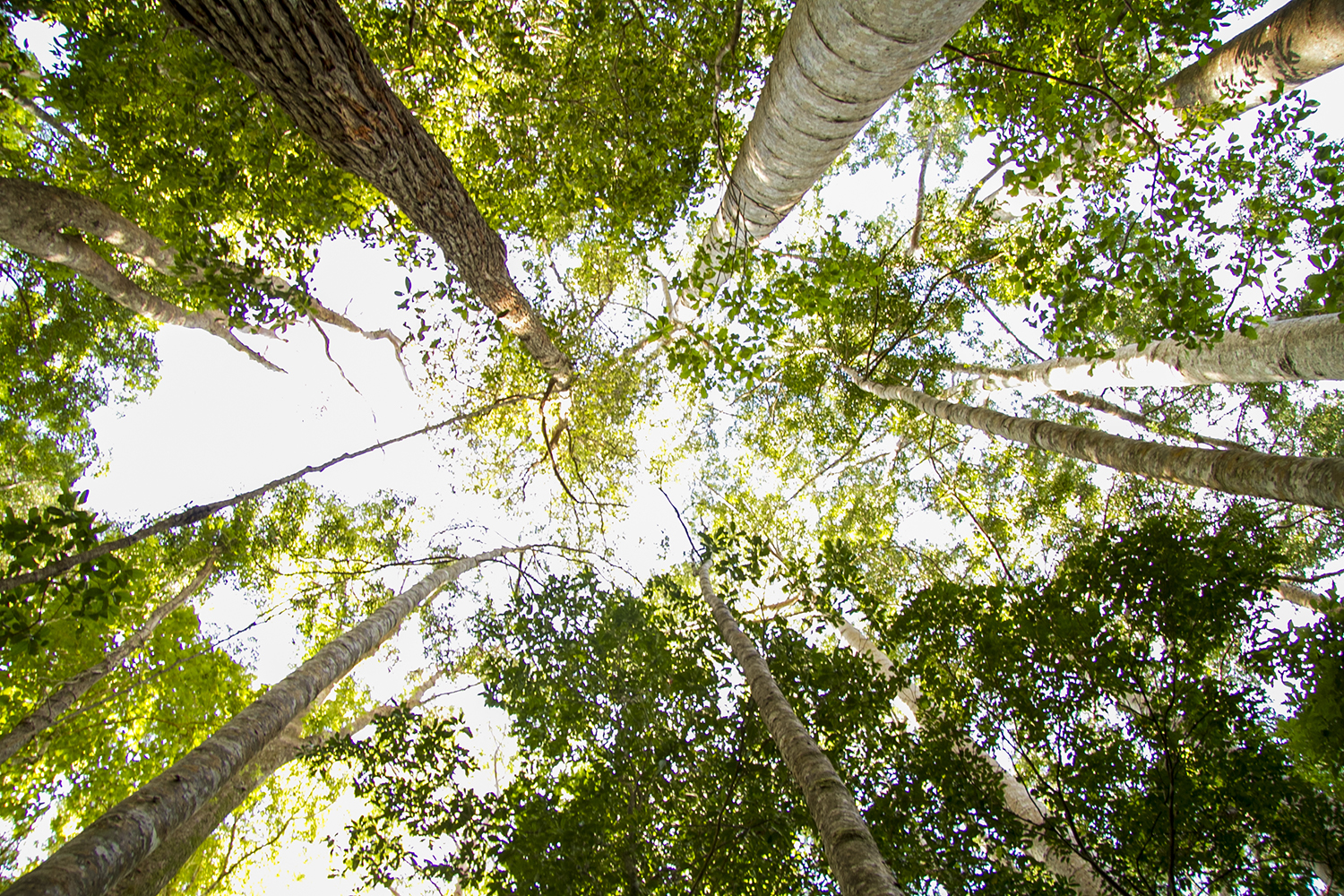 Rainforest trees on K'gari (Fraser Island)