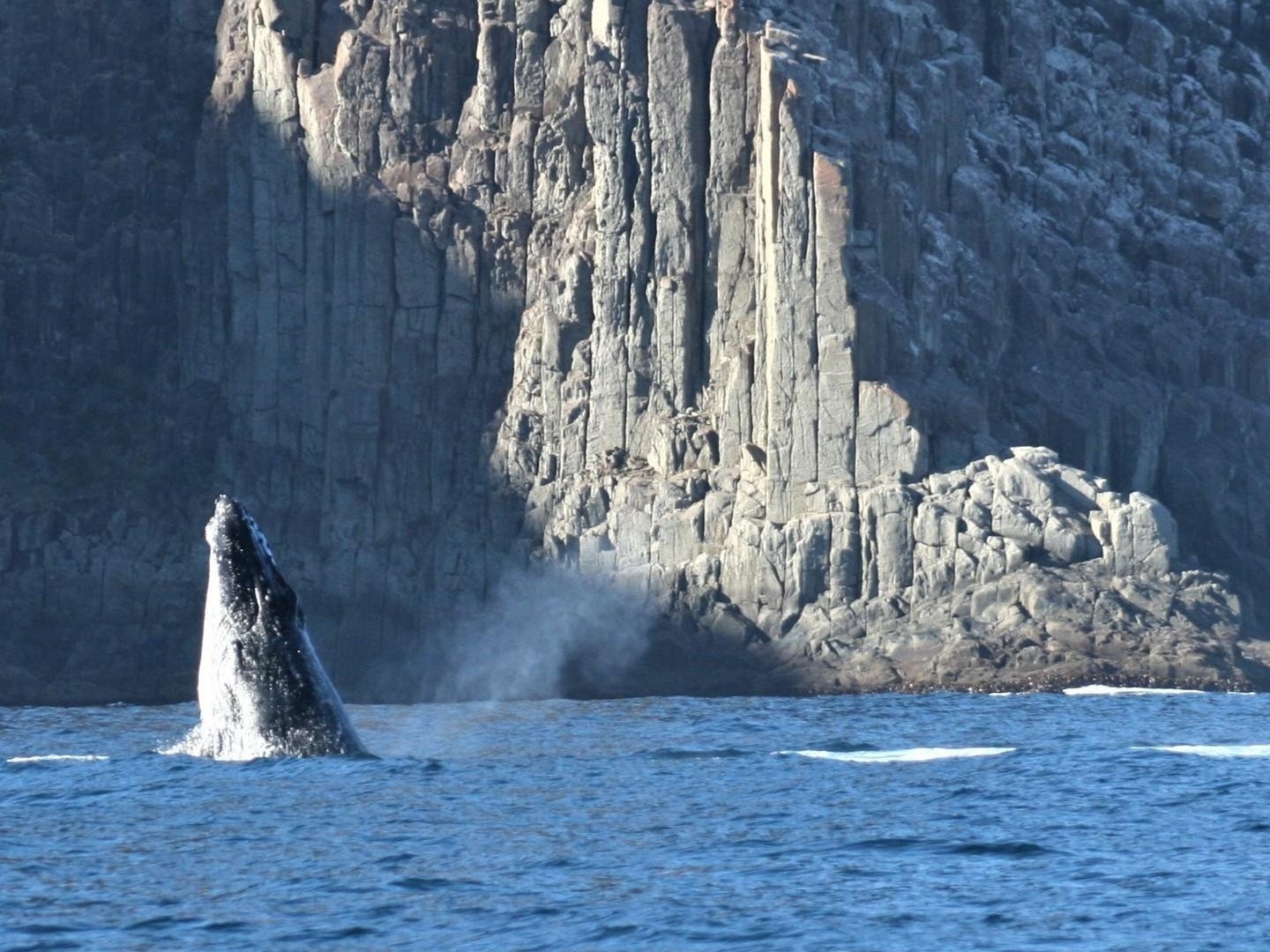 4D3N Hobart, Bruny Island and Tasman Peninsula Adventure