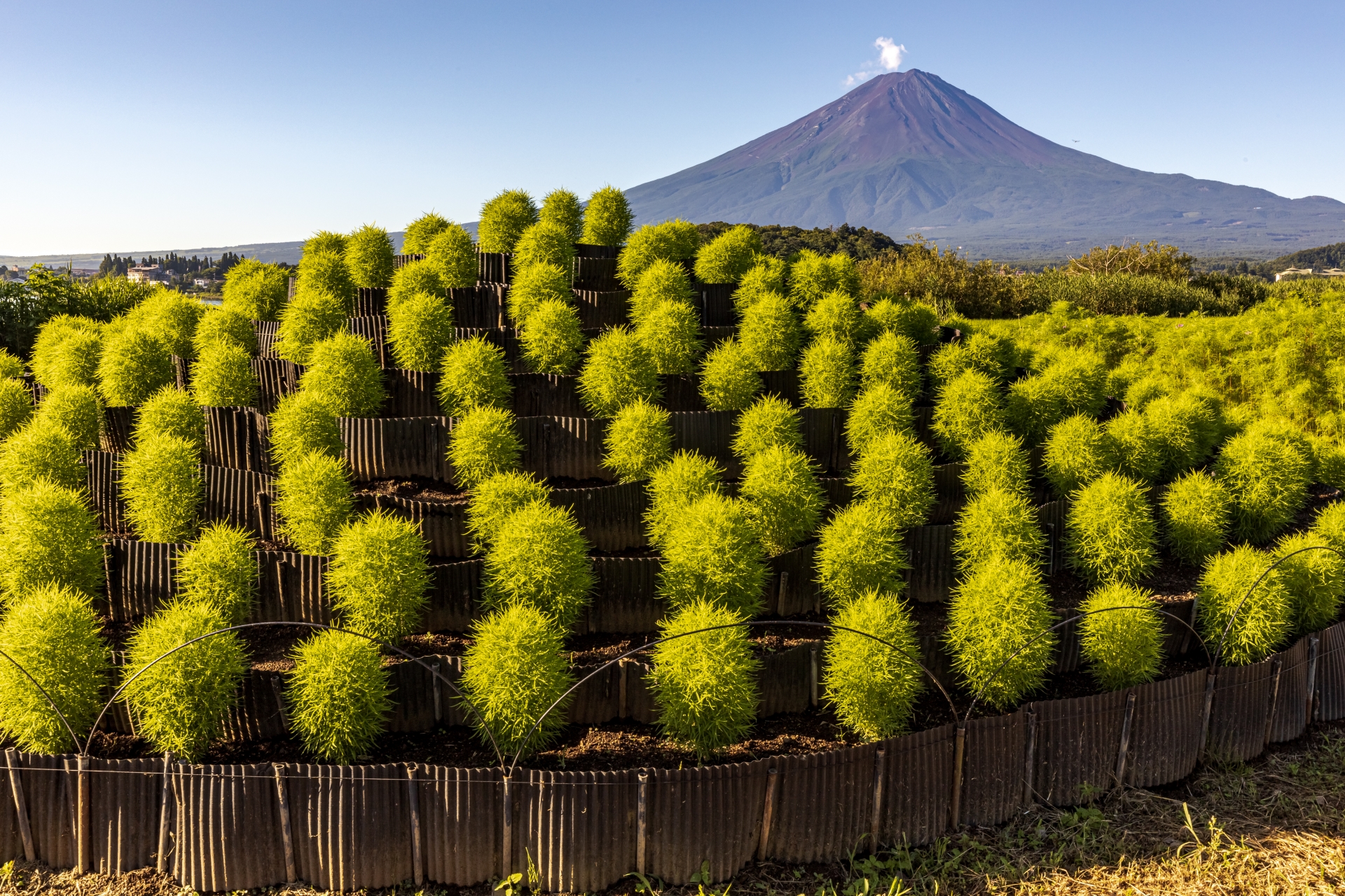 高級版富士山河口湖絕景一日遊！坐豪華巴士巡遊多個拍攝點，從不同角度欣賞令人震撼的富士山美景！包含神戶牛涮涮鍋（品川/新宿出發）