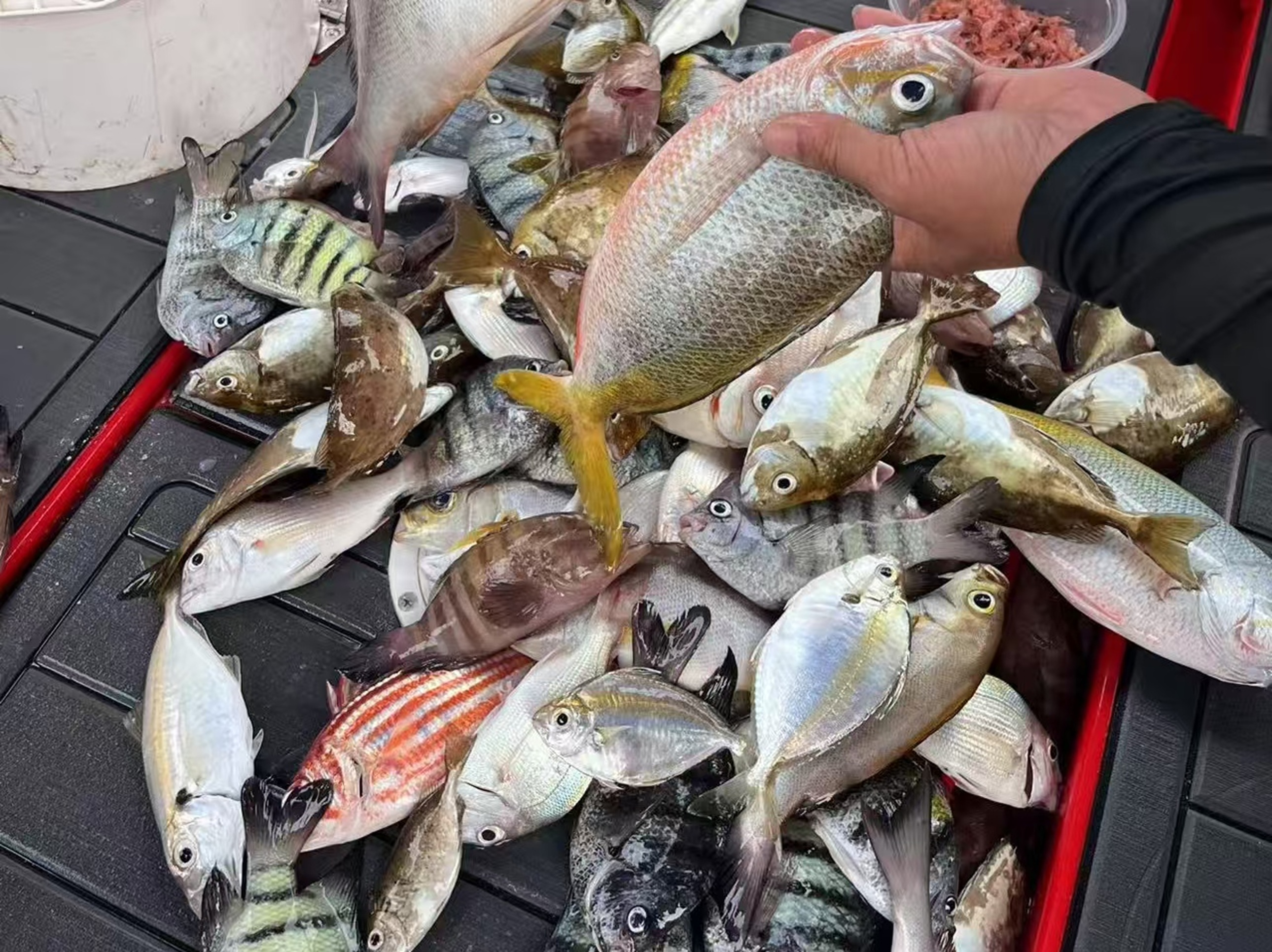 黑檯面上堆滿各色鮮魚,一隻手抓起帶黃尾的魚,魚群鮮活,是海釣滿載的豐收與鮮活 黑檯面上堆滿各色鮮魚,一隻手抓起帶黃尾的魚,魚群鮮活,是海釣滿載的豐收與鮮活