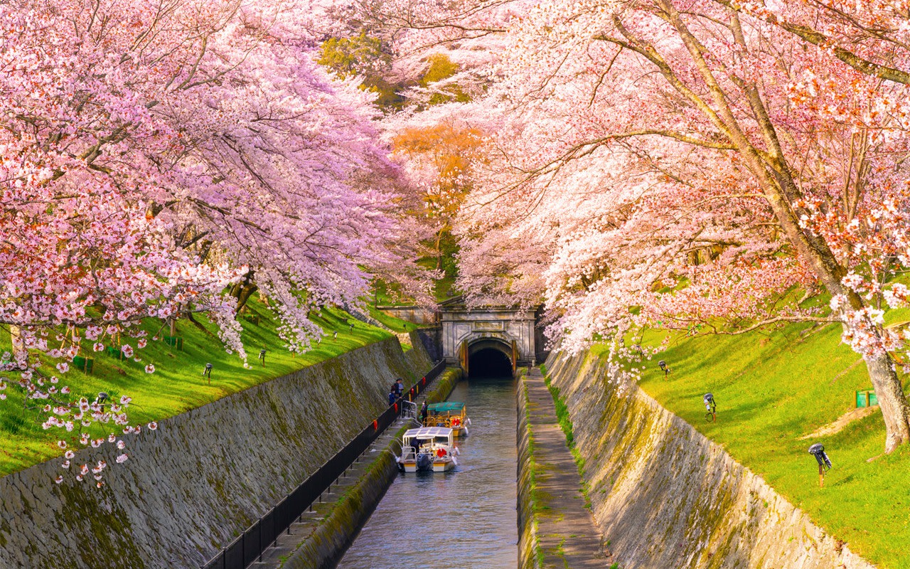 Limited Cherry Blossom Season - A Day Trip to Miho Museum & Mii-dera Temple for Night Cherry Blossom Viewing