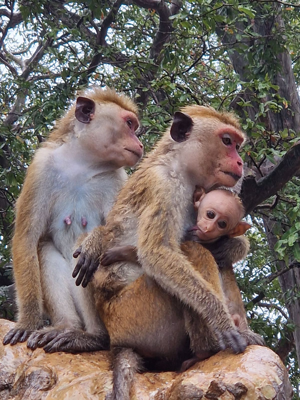 Monkeys Family