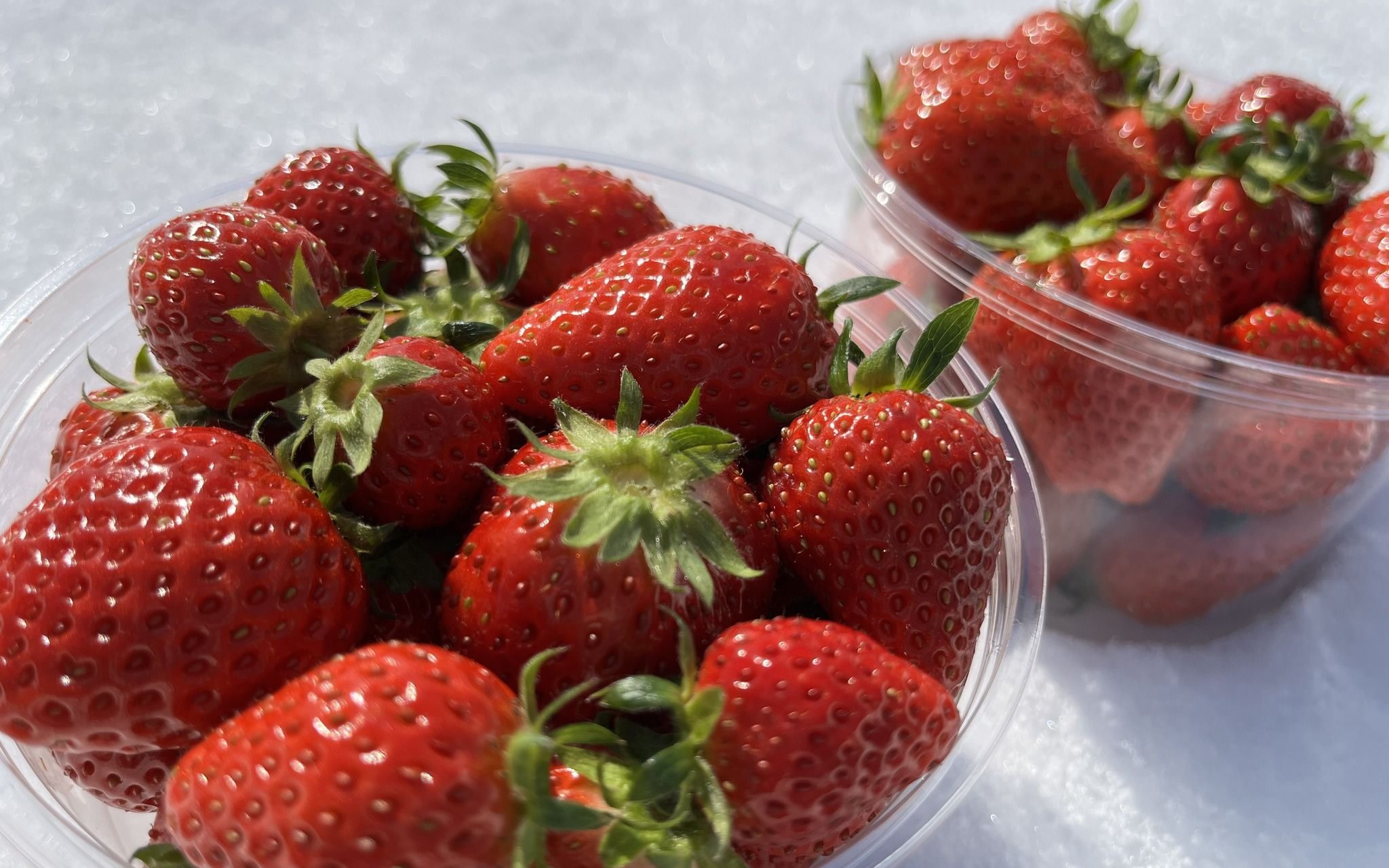 Winter Strawberry Picking and Tasting Experience (Near Sapporo)