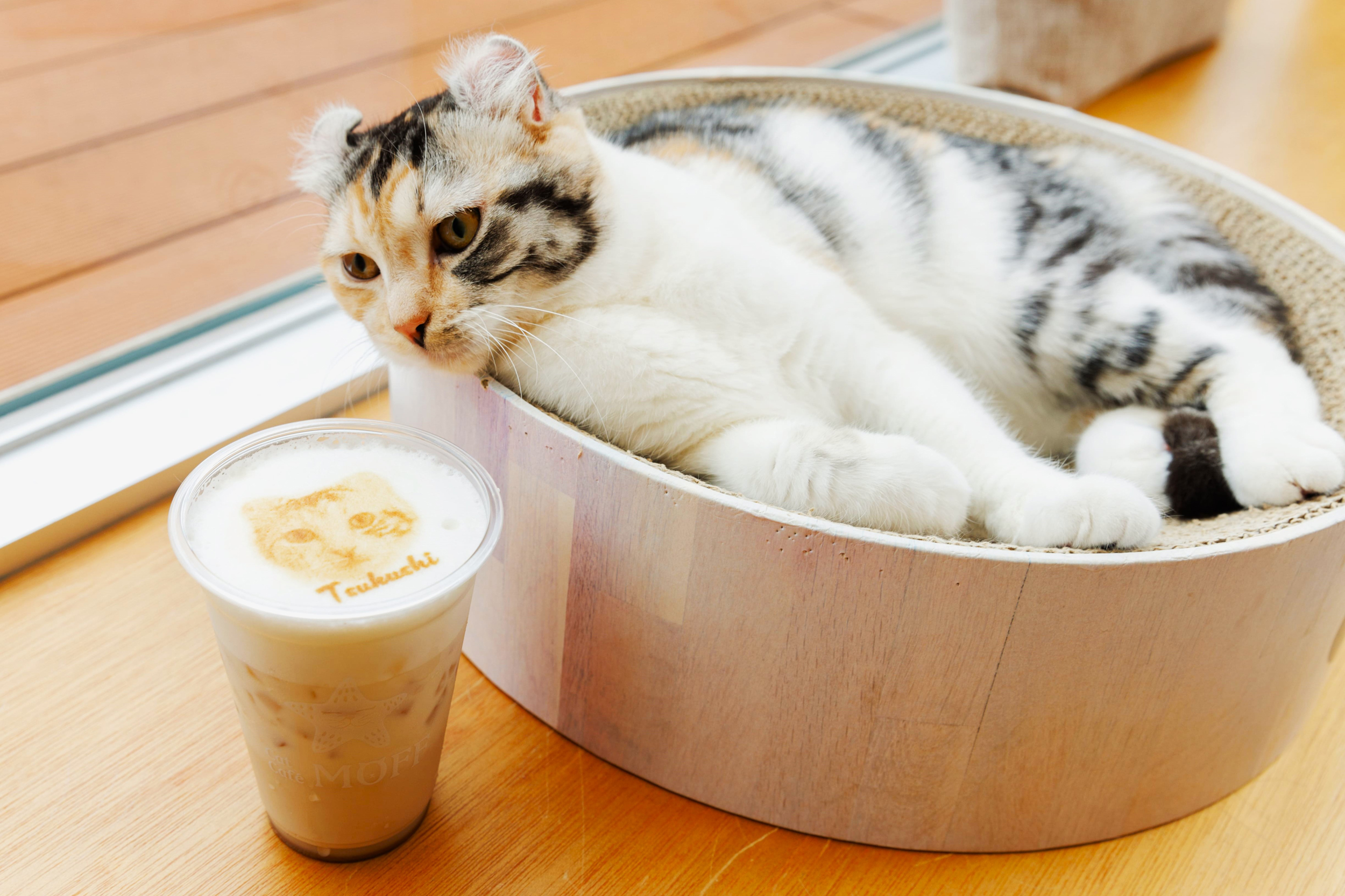 Cat Cafe MOFF IIAS in Okinawa