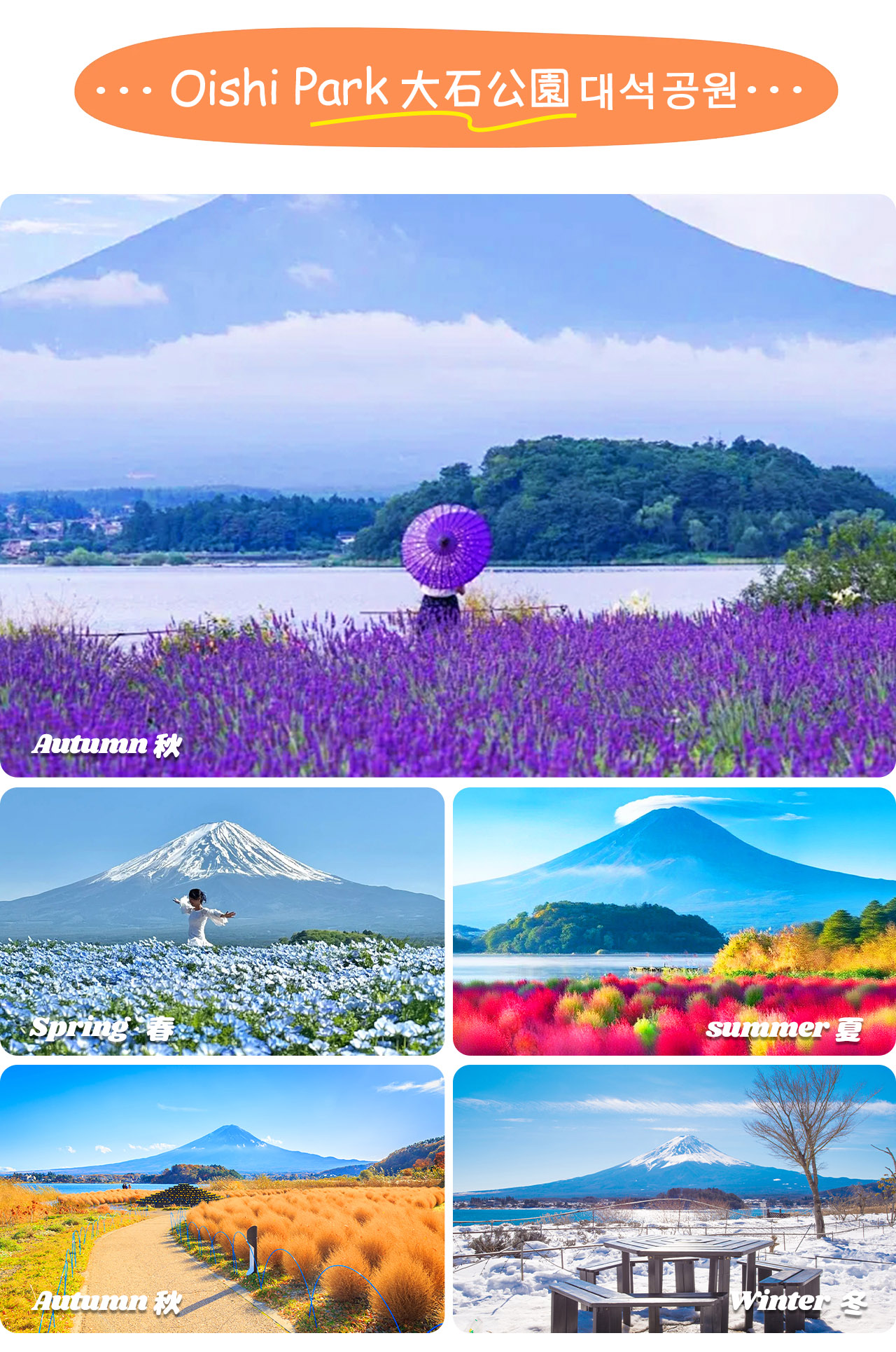 大石公園位於河口湖畔,是欣賞富士山與湖光山色的絕佳觀景地。
園內四季繁花盛開,從薰衣草到紅葉,讓富士山的景色更添詩意色彩。 大石公園位於河口湖畔,是欣賞富士山與湖光山色的絕佳觀景地。
園內四季繁花盛開,從薰衣草到紅葉,讓富士山的景色更添詩意色彩。