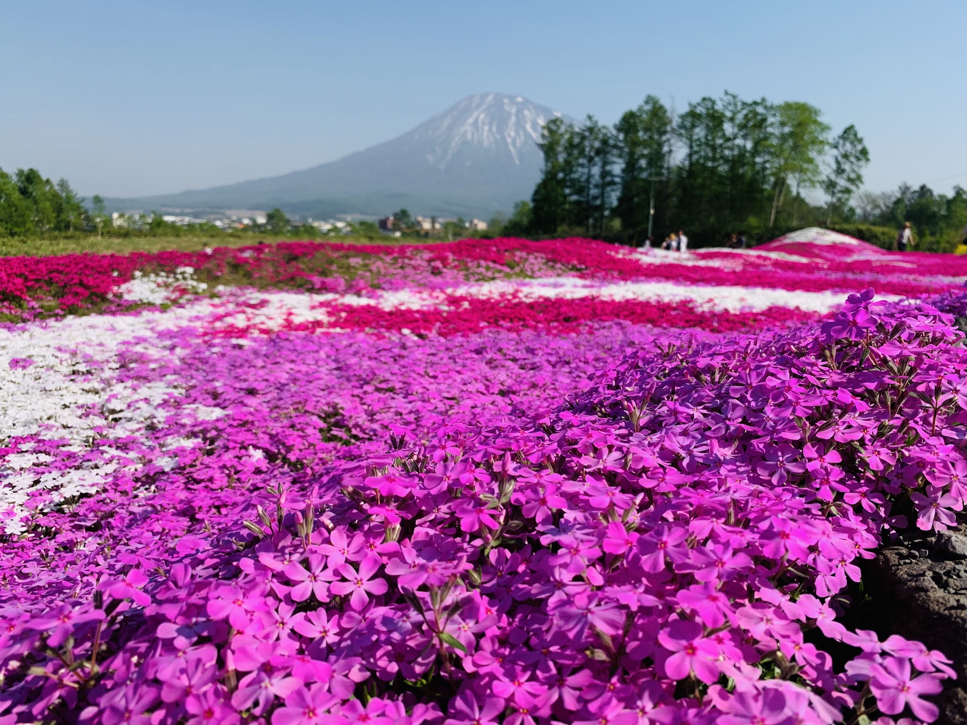 北海道芝櫻&鬱金香賞花一日遊: 二世谷&羊蹄山名水公園＆定山溪 (含午餐) - 札幌出發
