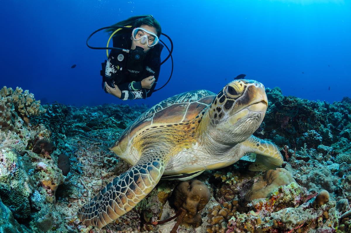 タオ島 マリーンライフファンダイブパッケージ（PADI 5スターCDC提供）