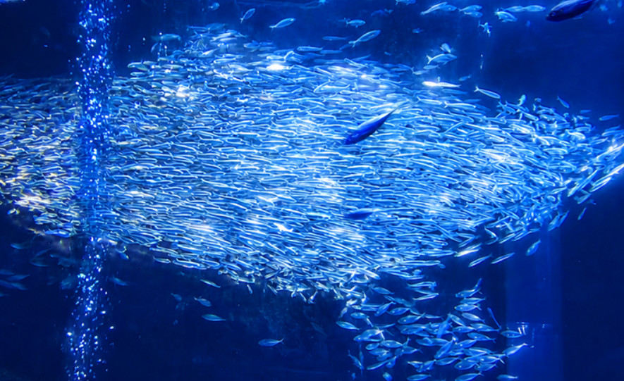 數以萬計的沙丁魚群閃爍著銀光，宛如海中銀河般壯麗。在主水族箱，親身體驗沙丁魚群的迷人舞動！
