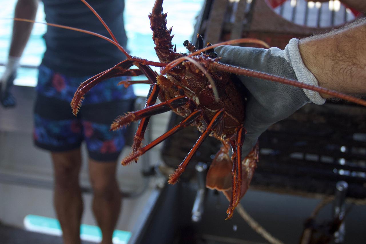 Lobster Catch & Keep Experience in Kalbarri