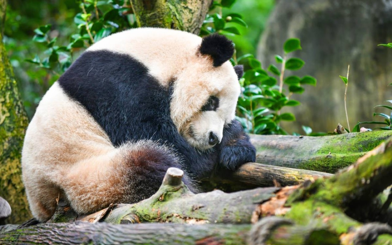 Dujiangyan Panda Valley