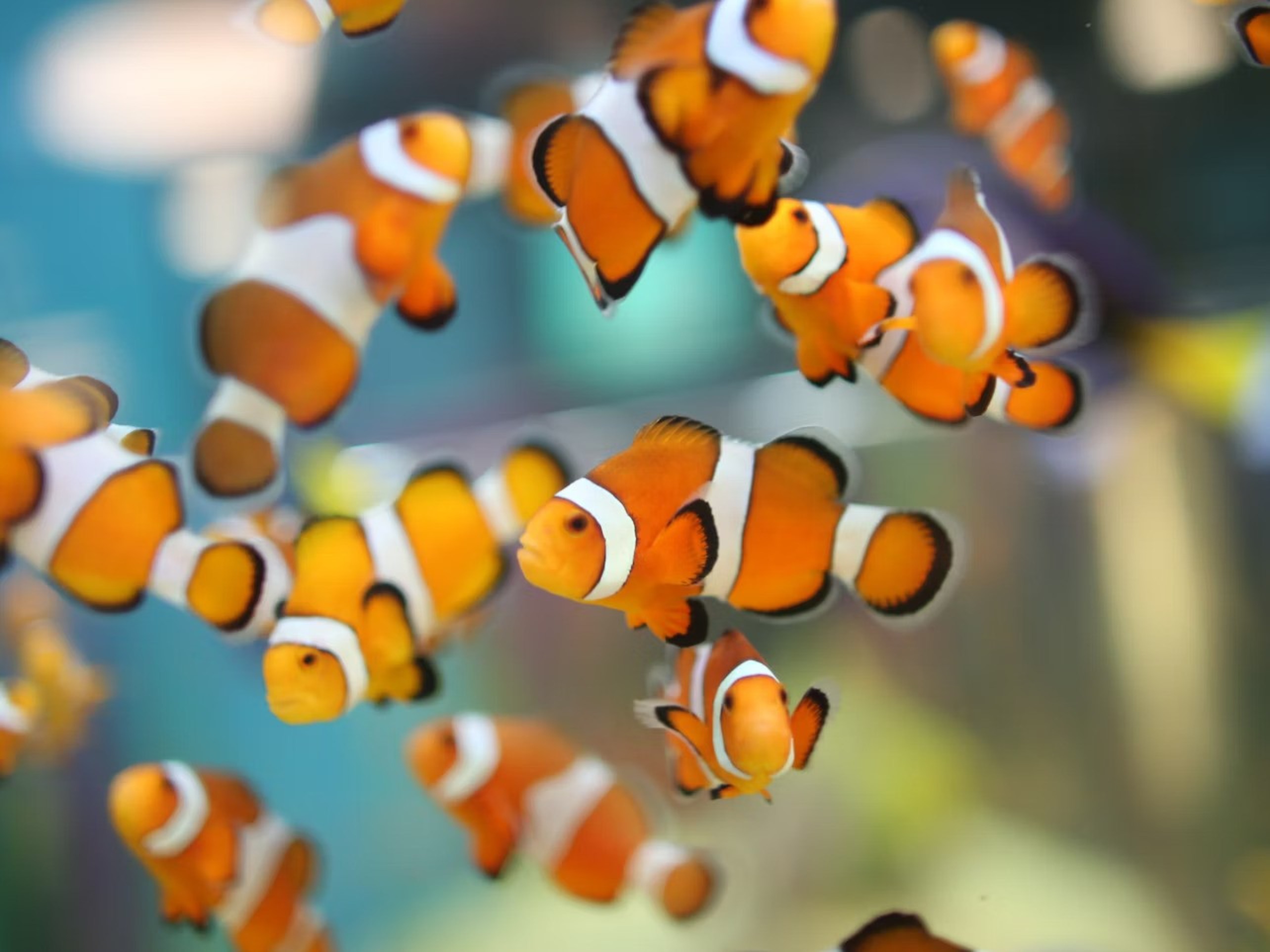 多倫多加拿大里普利水族館門票