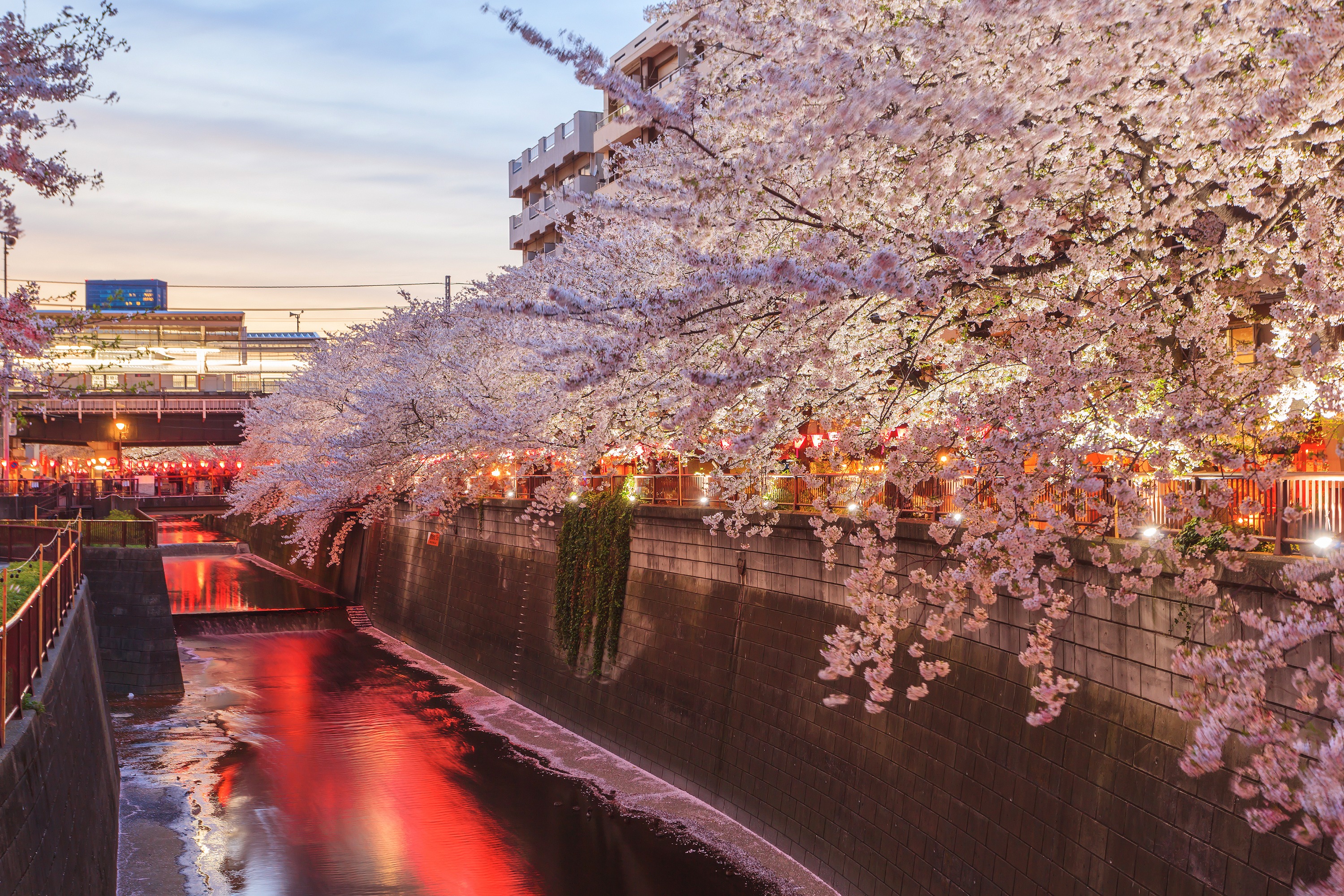 3Hr Nakameguro Evening Cherry Blossoms Viewing 2024 Tokyo