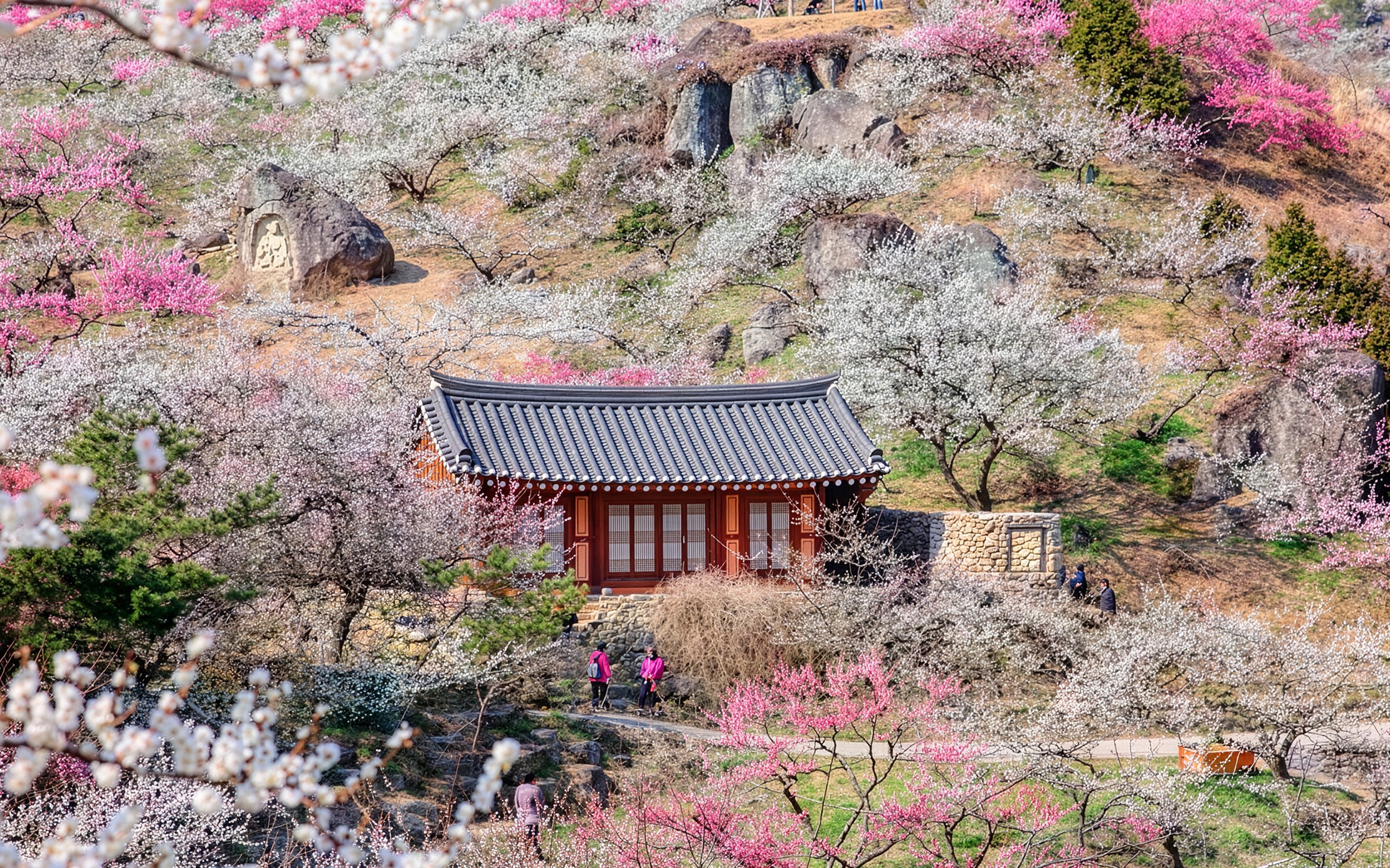 Gwangyang Plum Blossom & Jeonju Hanok Village / Gurye Sansuyu