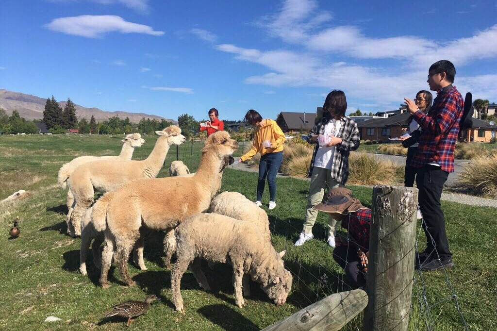 Lake Tekapo Farm Tour