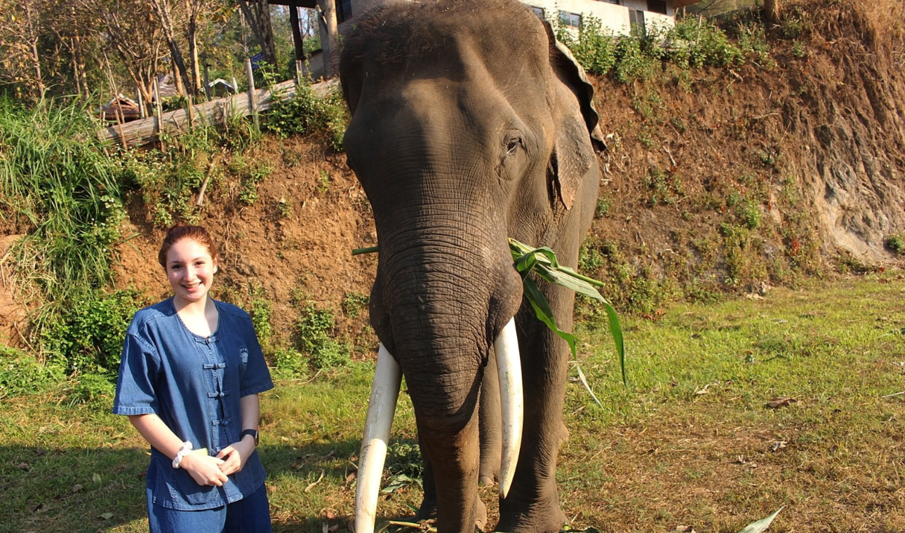 Full-day Chiang Mai waterfall and elephant sanctuary tour