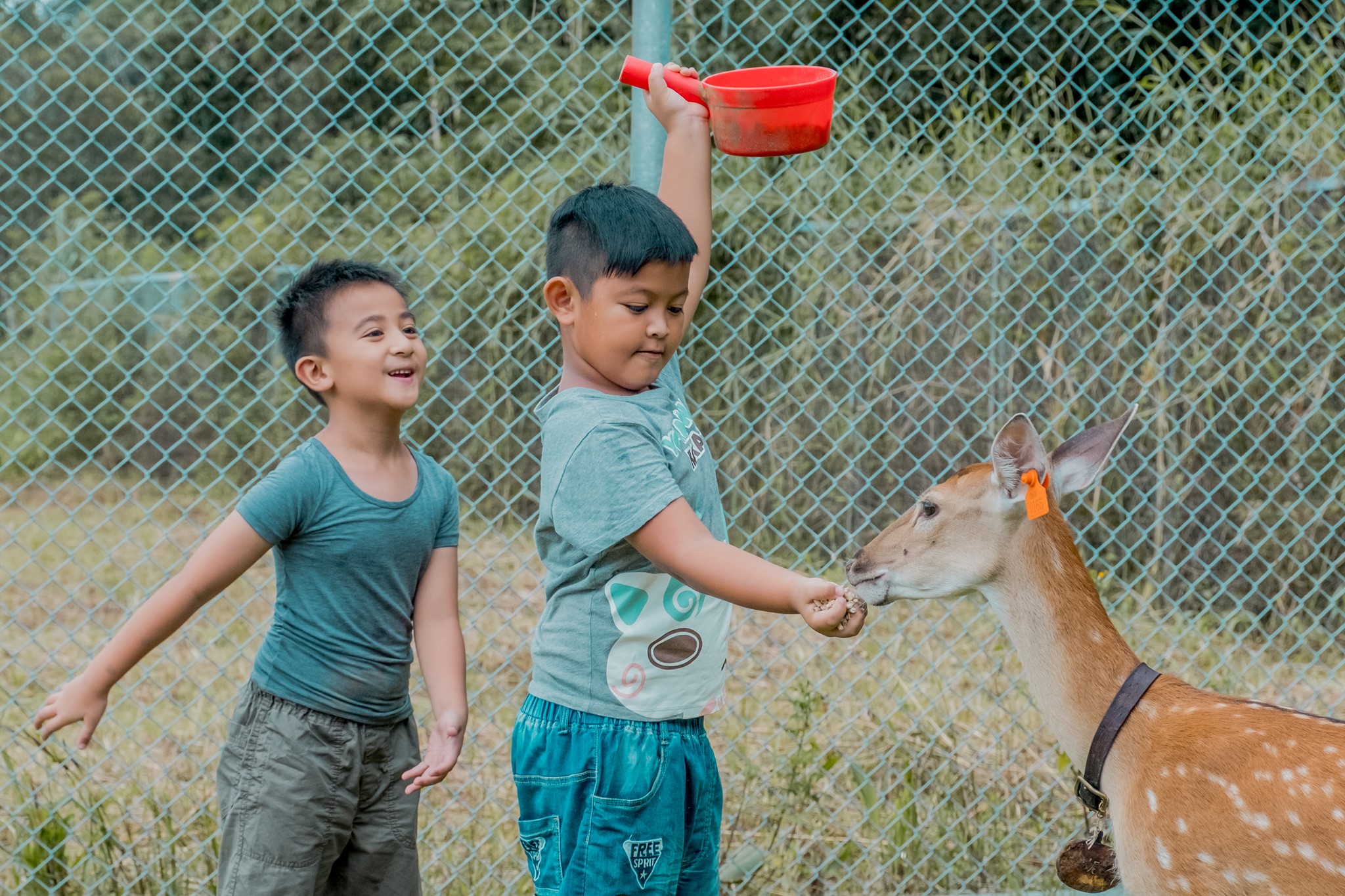 Feeding Deer and Archery Experience at Chiayi Tsou Tribe