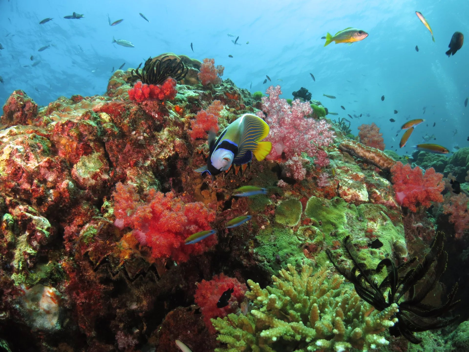 馬布島 PADI 五星潛水中心潛水進階開放水域潛水員課程