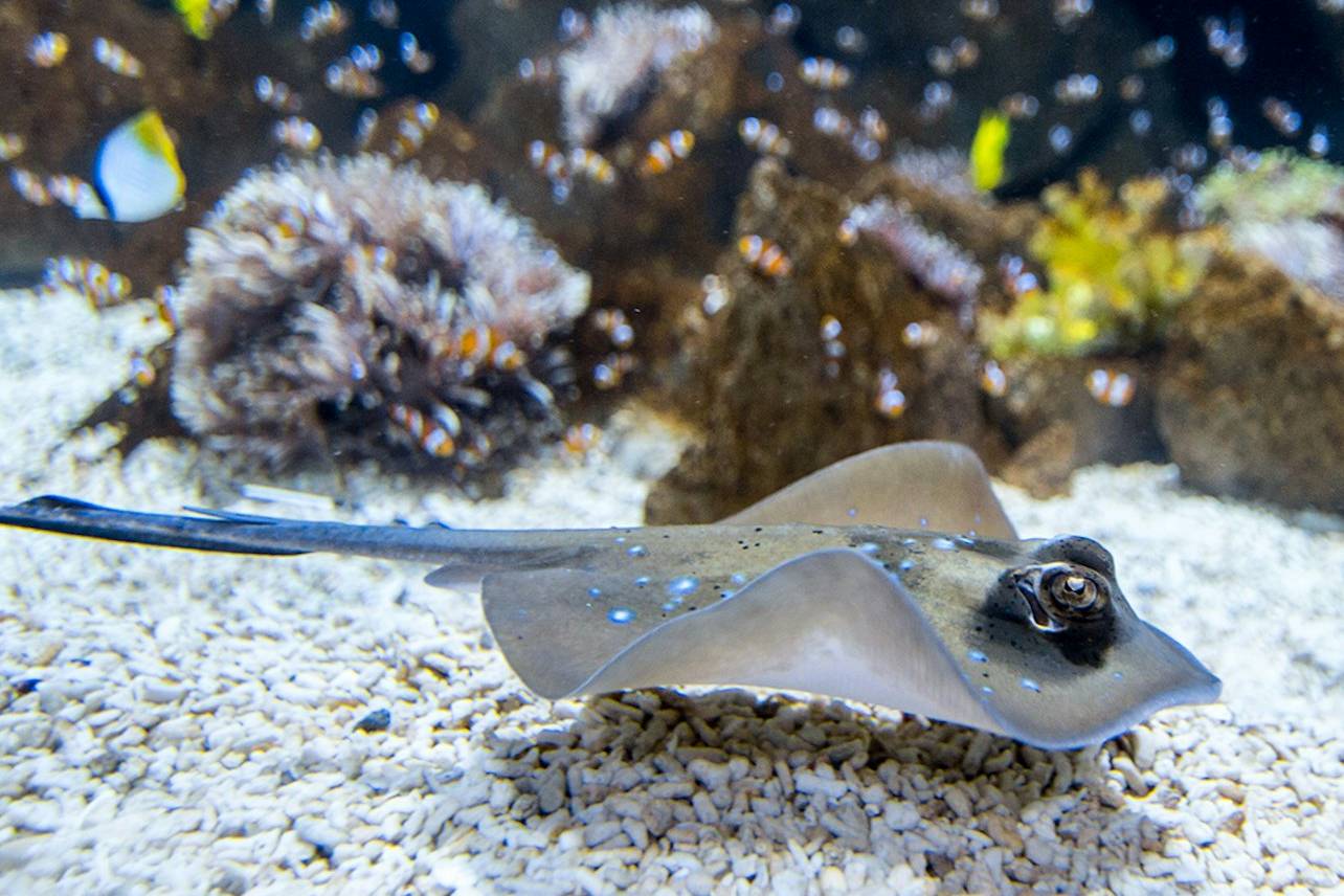 拉斯帕爾馬斯Poema del Mar水族館門票