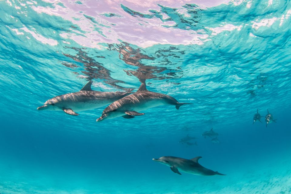 洪加達海豚觀賞私人遊艇 & 島嶼之旅