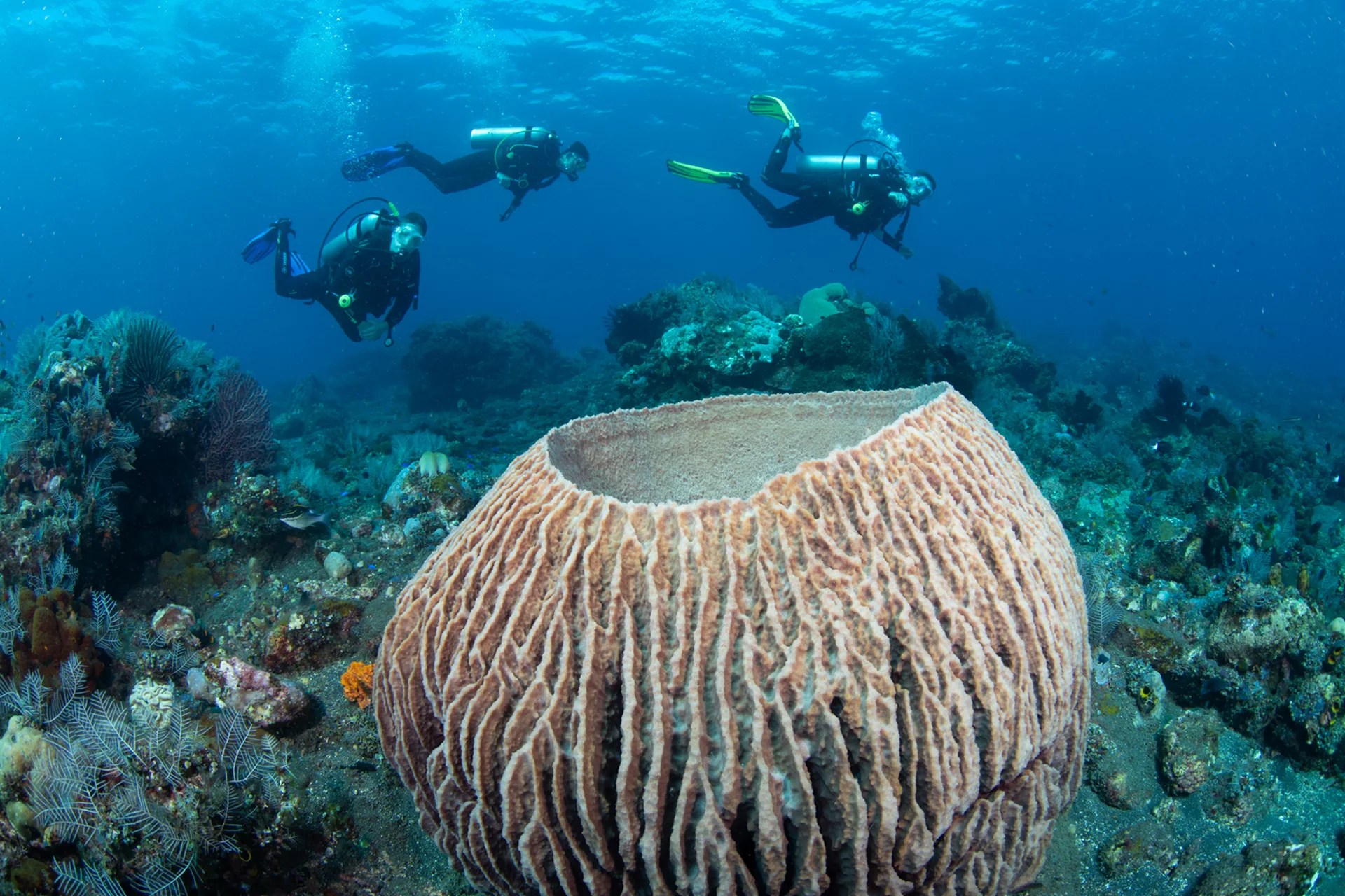 巴厘島卡朗阿森開放水域潛水體驗（PADI五星級潛水中心）
