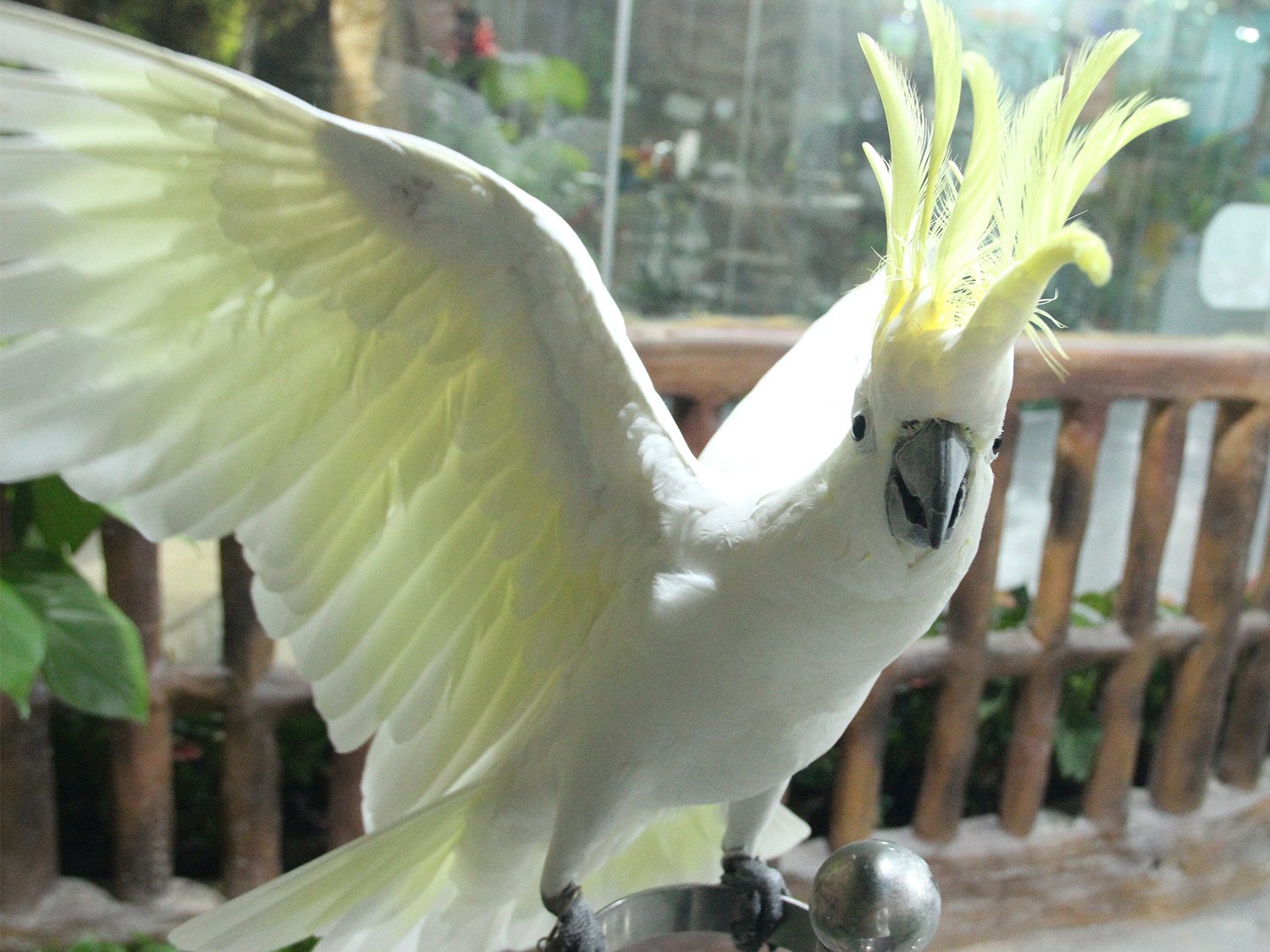 深圳野恩動物樂園（龍崗萬達廣場店）能摸、能抱、投餵互動、零距離接觸萌寵