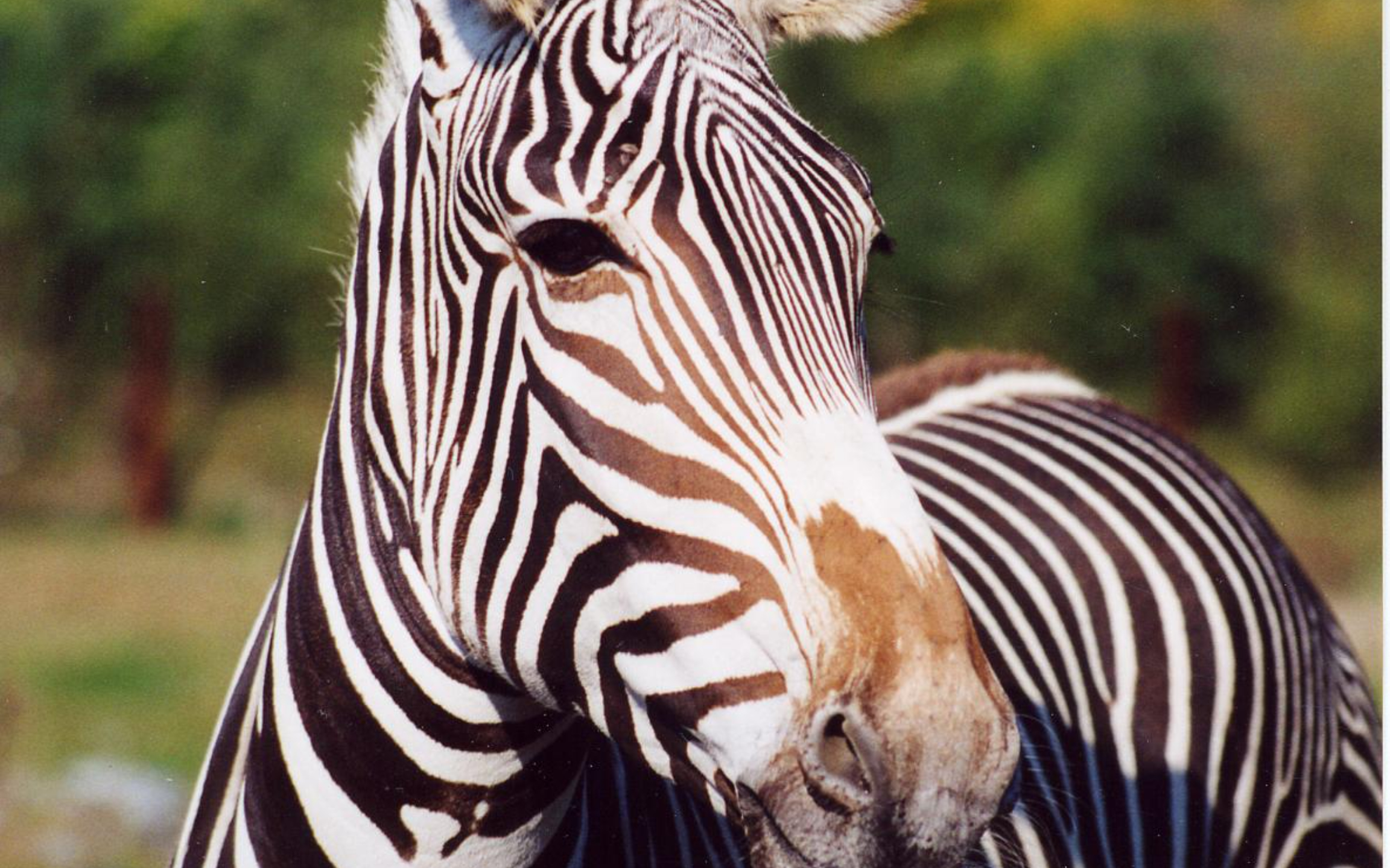 在波士頓備受喜愛的富蘭克林公園動物園,探索多樣化的野生動物棲息地和適合家庭的展覽。 在波士頓備受喜愛的富蘭克林公園動物園,探索多樣化的野生動物棲息地和適合家庭的展覽。
