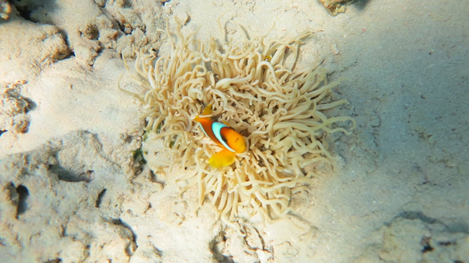 馬薩阿拉姆 - 沙姆埃爾洛萊海灘扎伊納營地一日遊