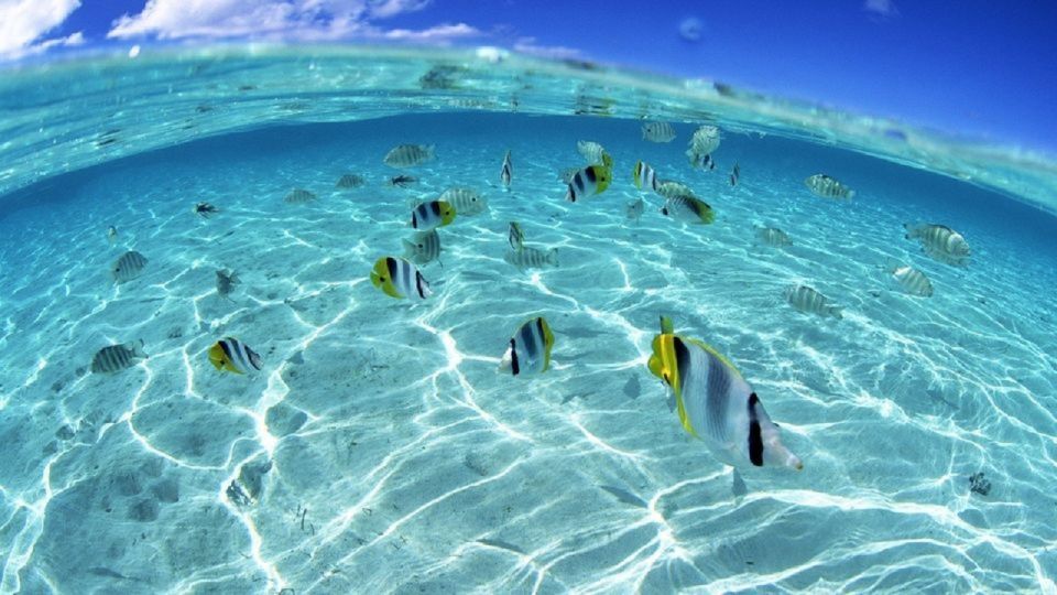赫爾格達：私人快艇之旅3個浮潛點