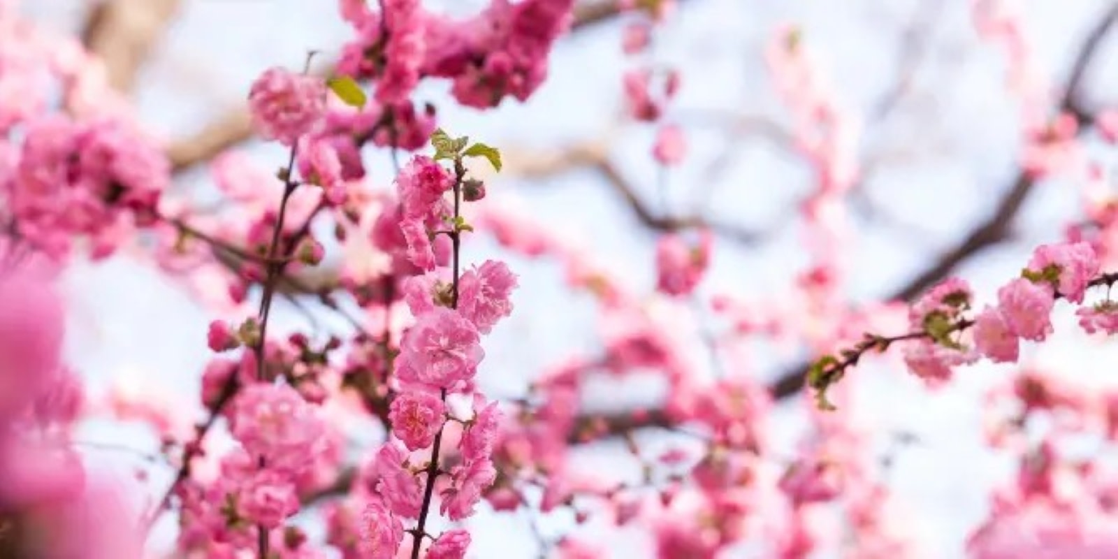Yaoyong Botanical Garden